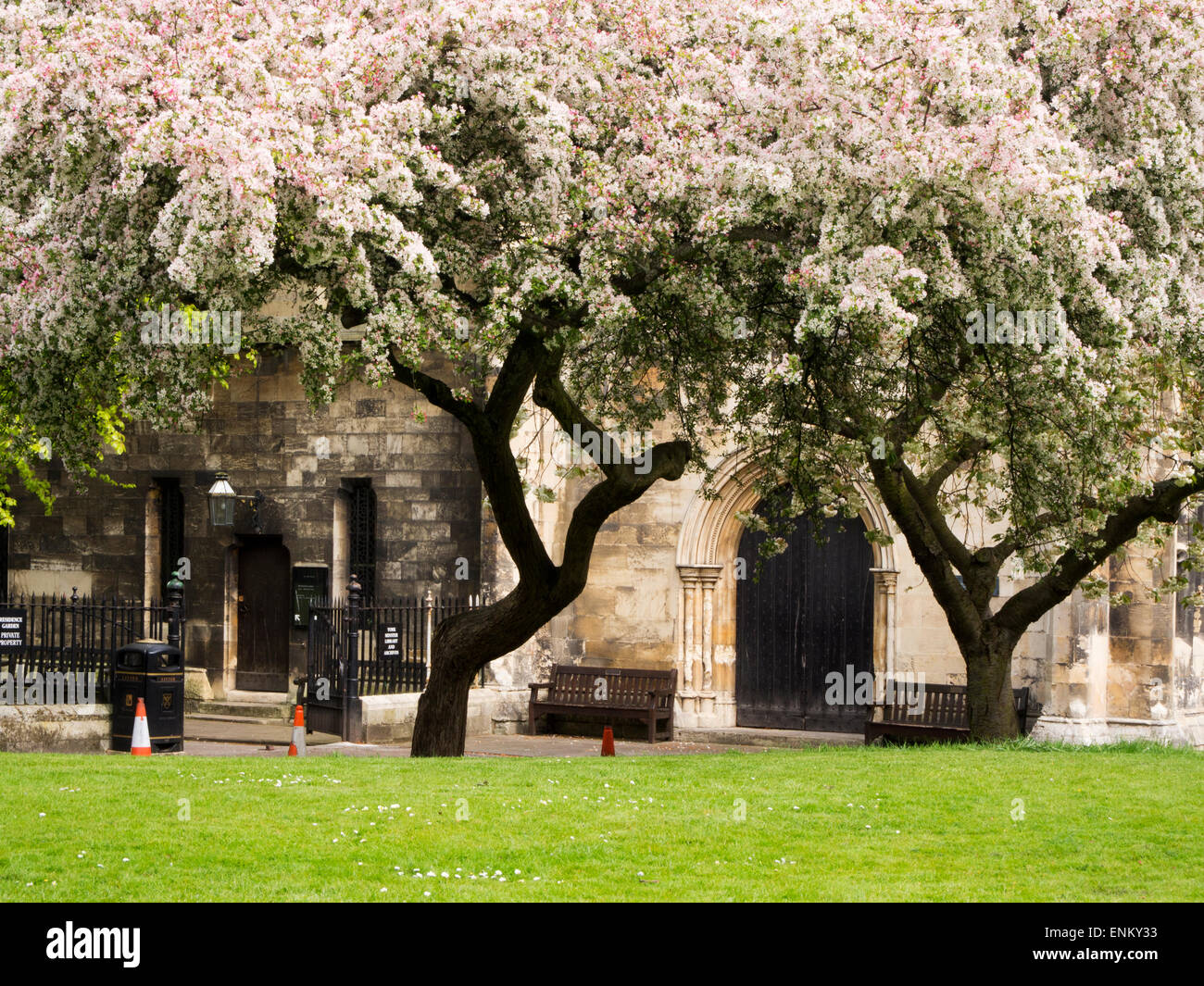Spring Blossom at York Minster Library in the Old Palace Deans Park York Yorkshire England Stock Photo