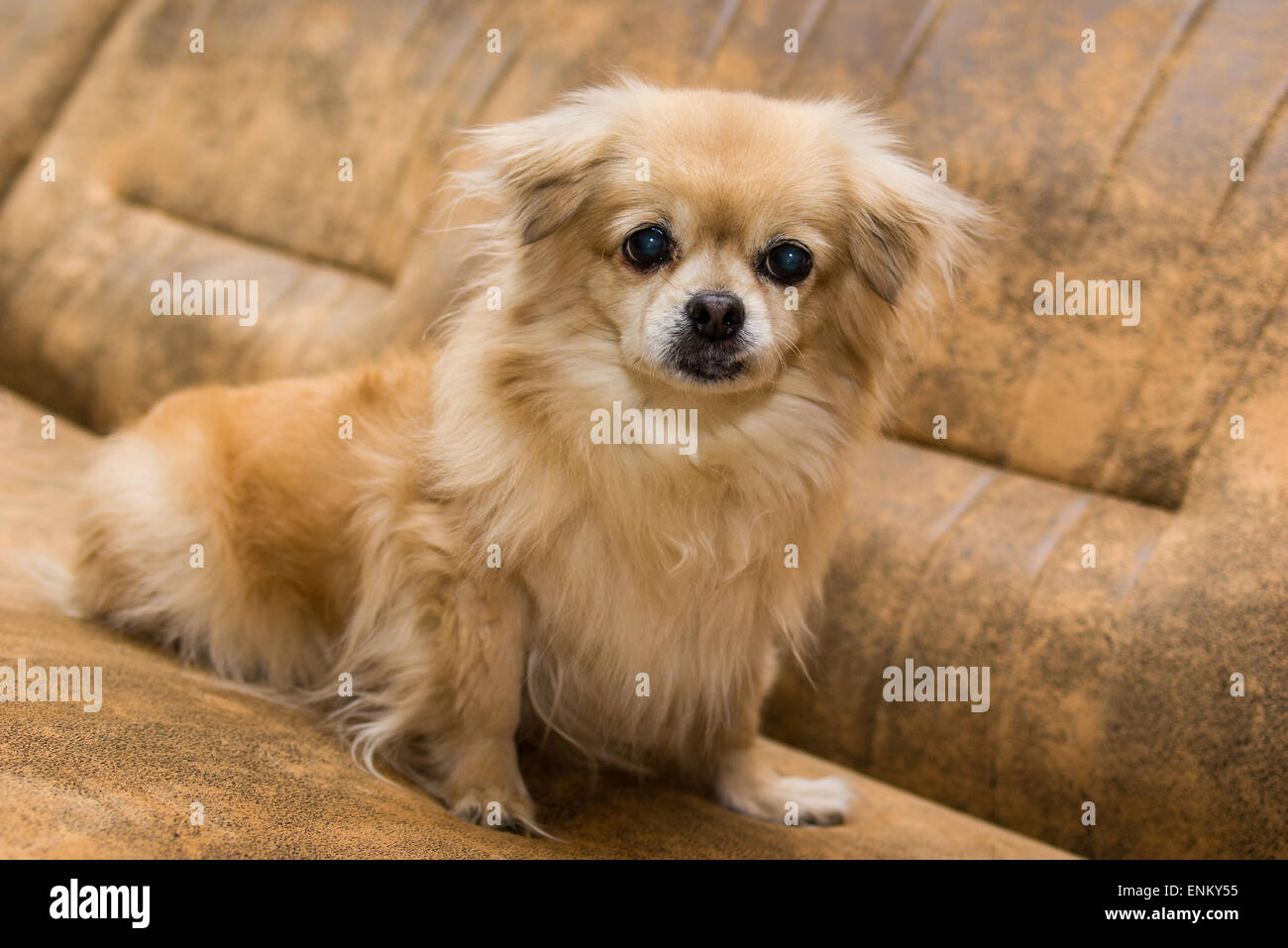 Long haired chihuahua spaniel cheap mix