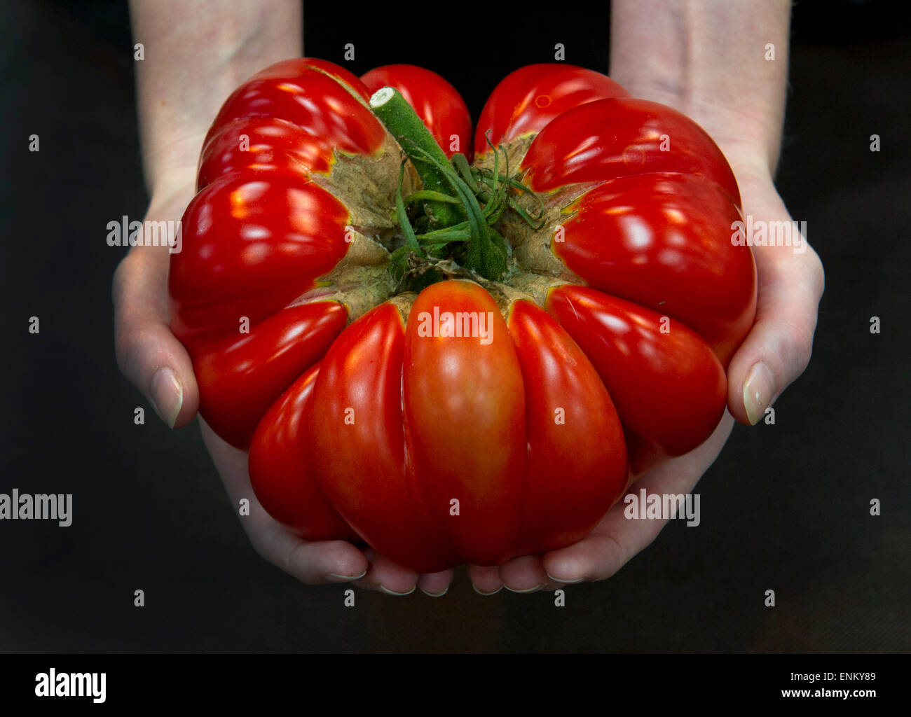 A giant sized tomato exhibited at the annual National Garden Show at the Bath & West Showground,Shepton Mallet,Somerset,UK.a veg Stock Photo