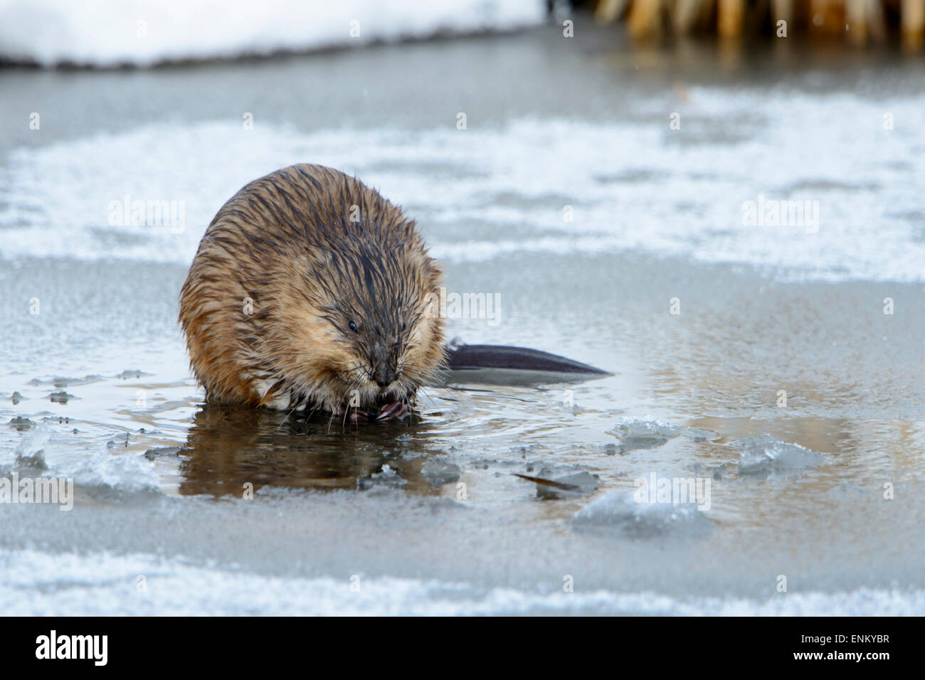 Common Muskrat (Ondatra zibethicus), Western Montana Stock Photo