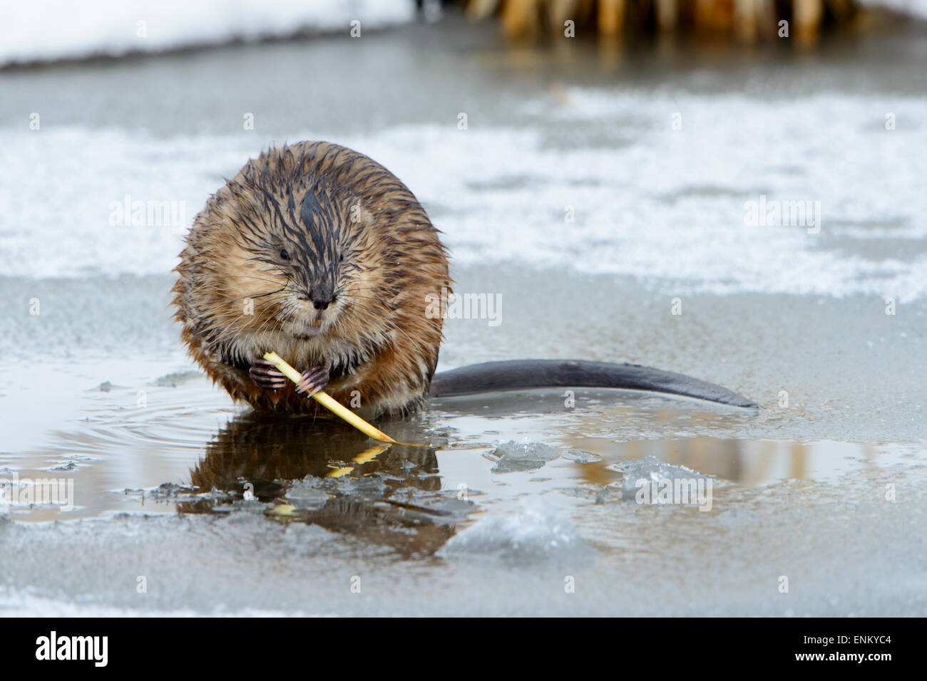 Common Muskrat (Ondatra zibethicus), Western Montana Stock Photo