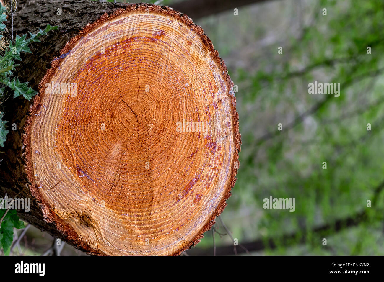 The circles of a pine tree being cut where you can count the age of the
