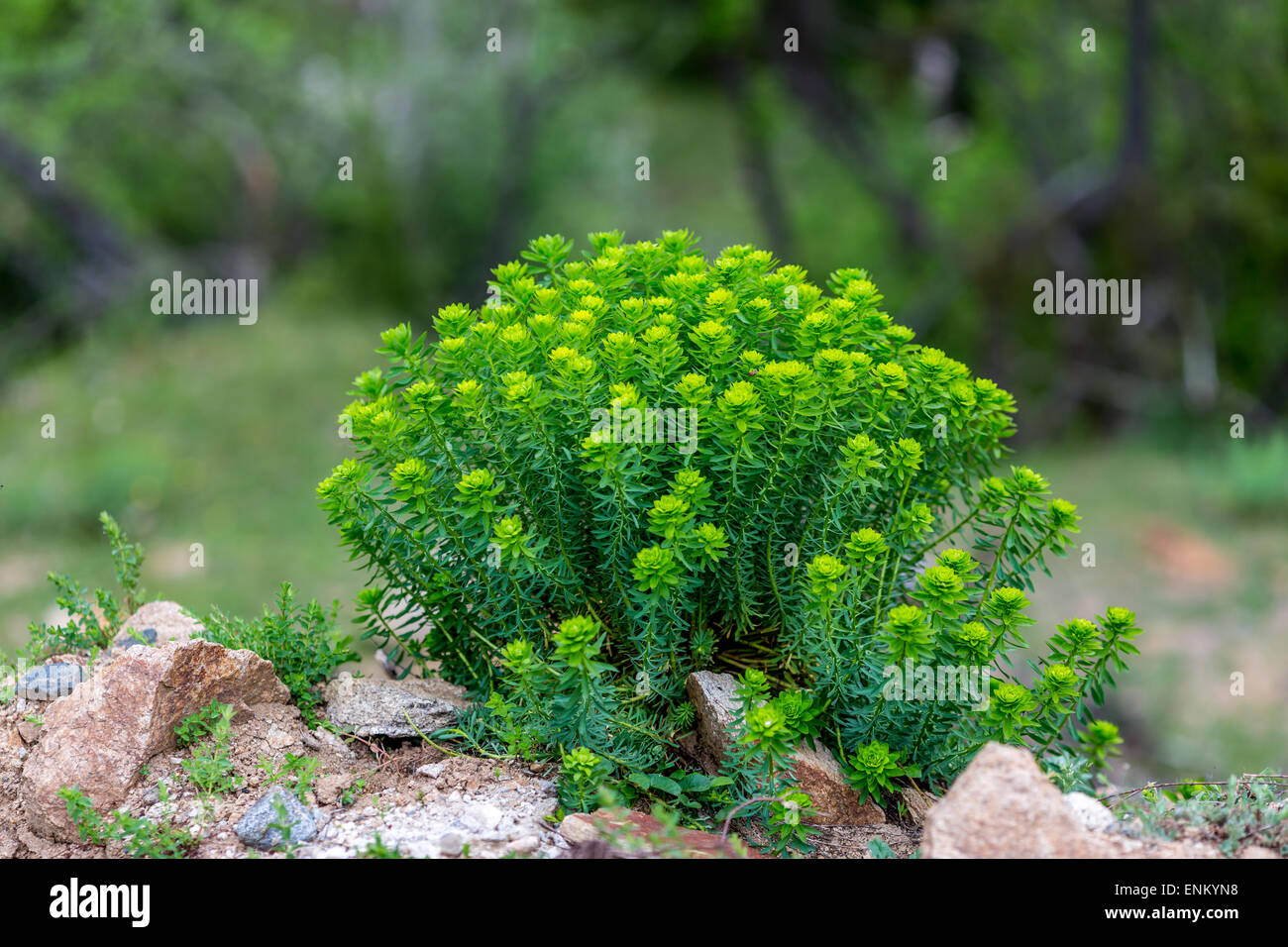 Plant growing between rocks hi-res stock photography and images - Alamy