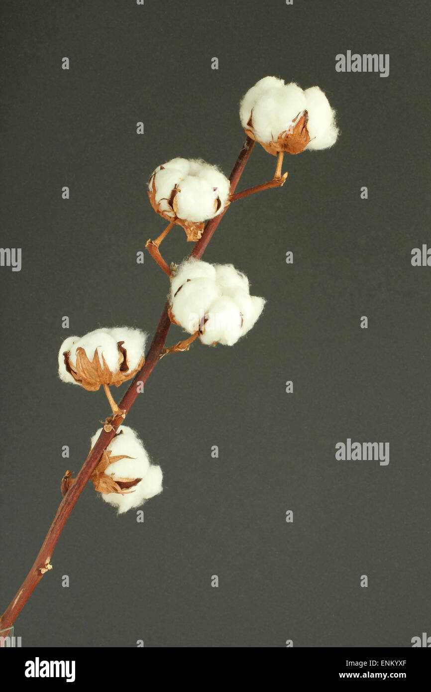 Cotton shrub on dark gray background Stock Photo