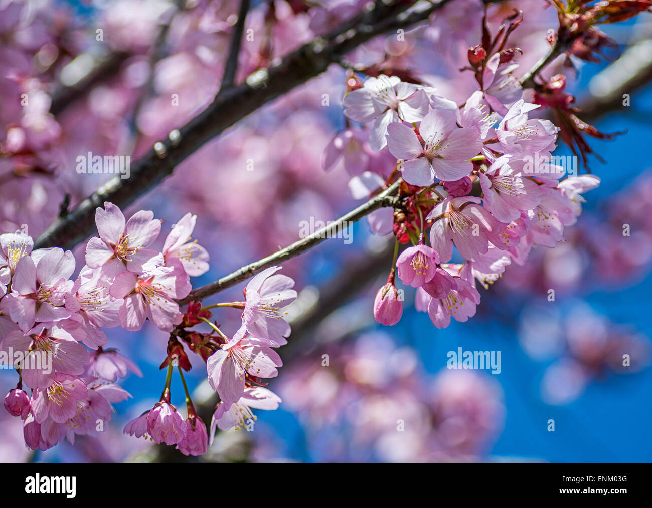 Pink Japanese Cherry Blossoms in the spring Stock Photo