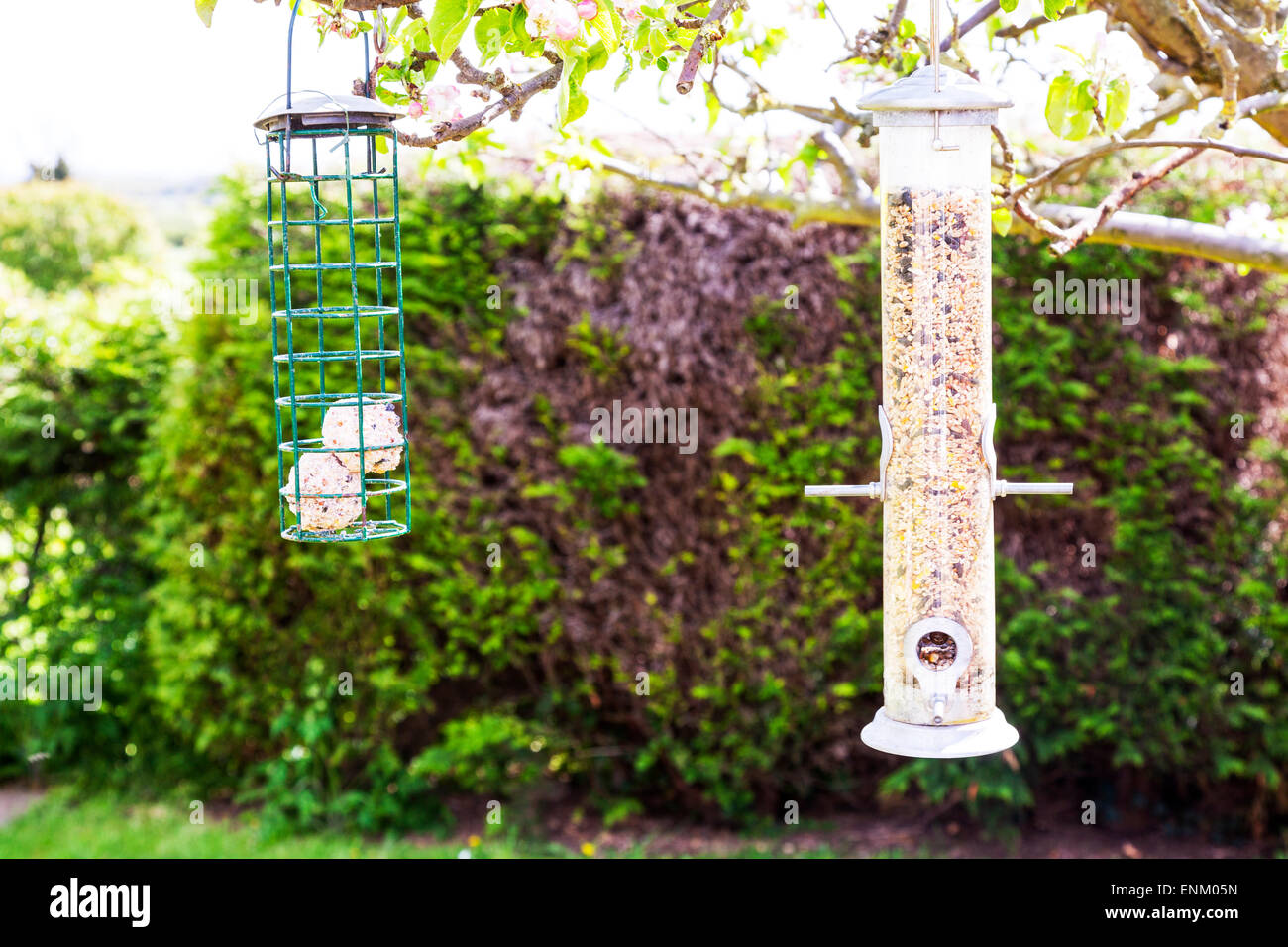 Bird feeder feeders fat balls feeding bird hanging on apple tree