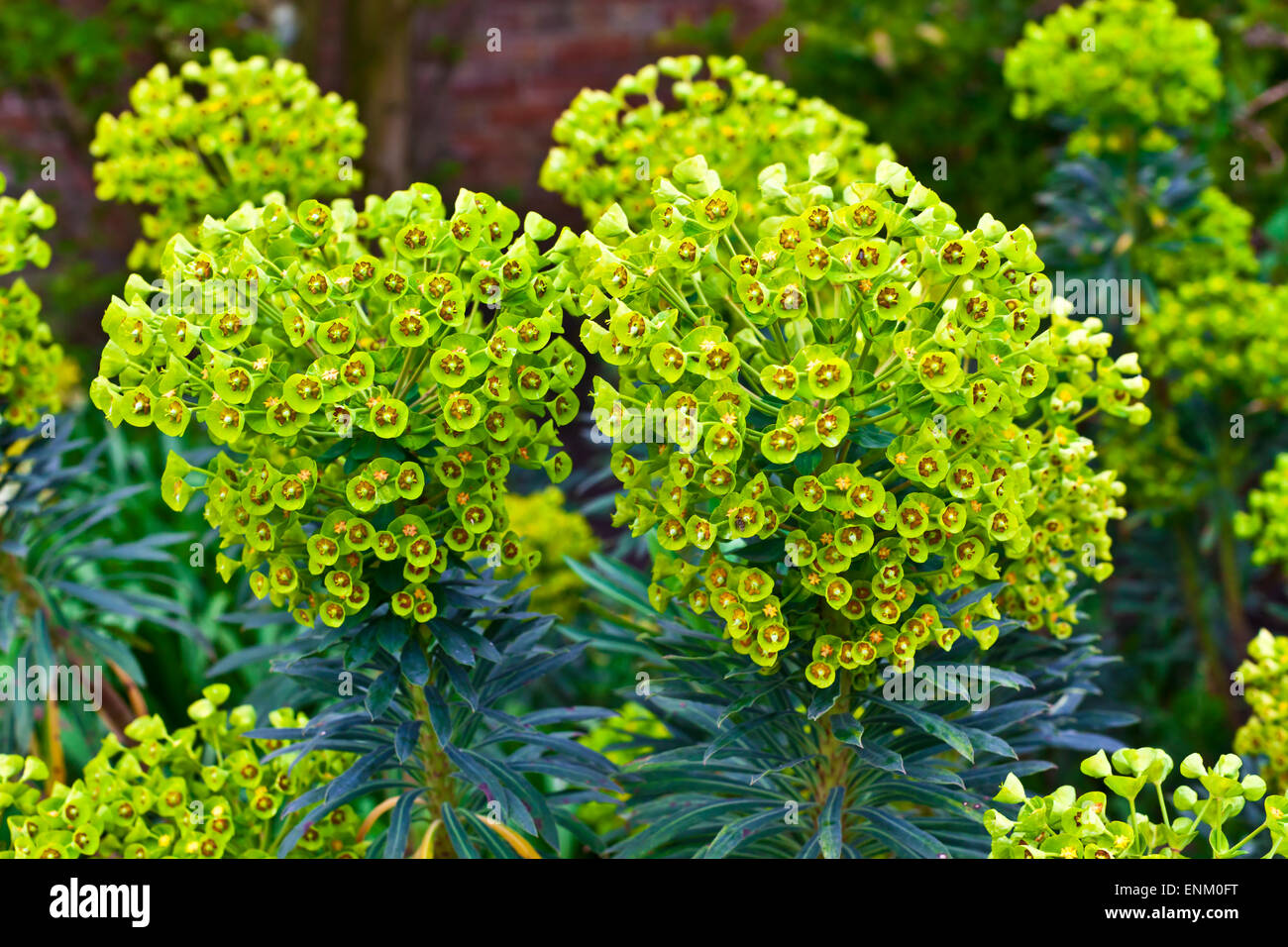 Euphorbia perennial evergreen flowering plant in a garden. Stock Photo