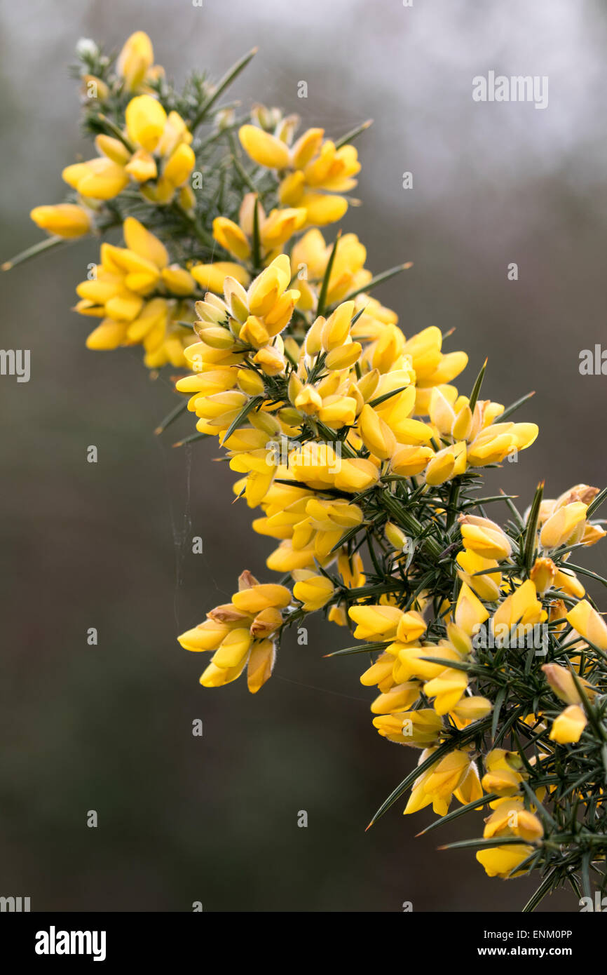 Ulex europaeus (gorse, common gorse, furze or whin) Stock Photo