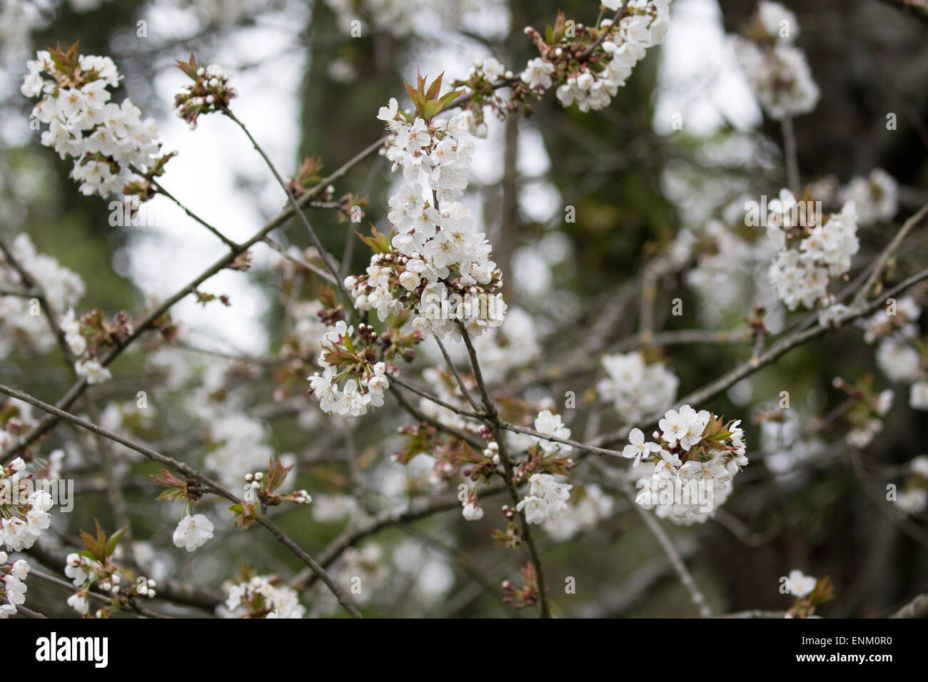 Prunus avium, Deciduous tree, commonly called wild cherry, sweet cherry, bird cherry, or gean, springtime in blossom. Stock Photo