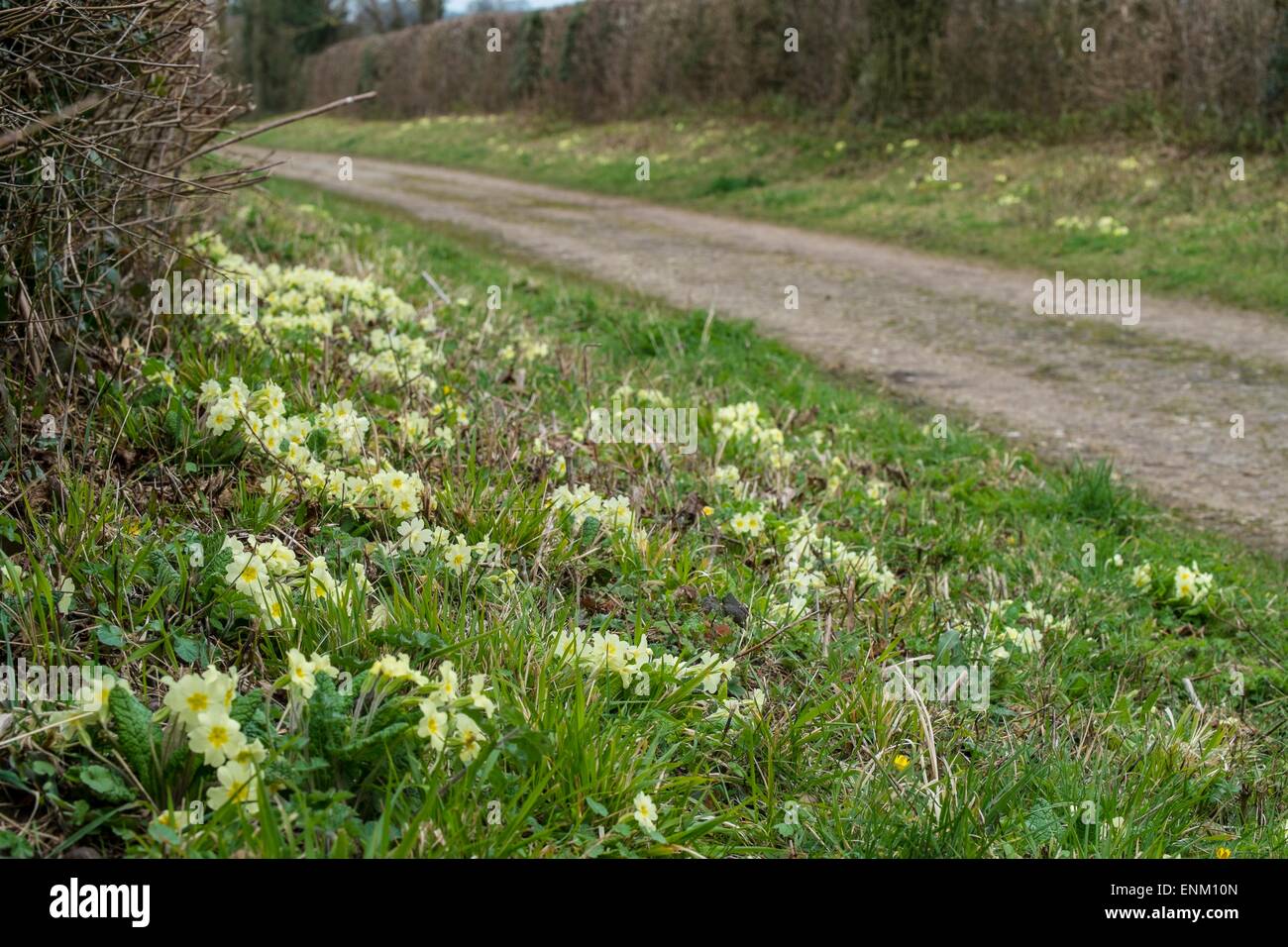 Wildflowers growing on roadside hi-res stock photography and images - Alamy