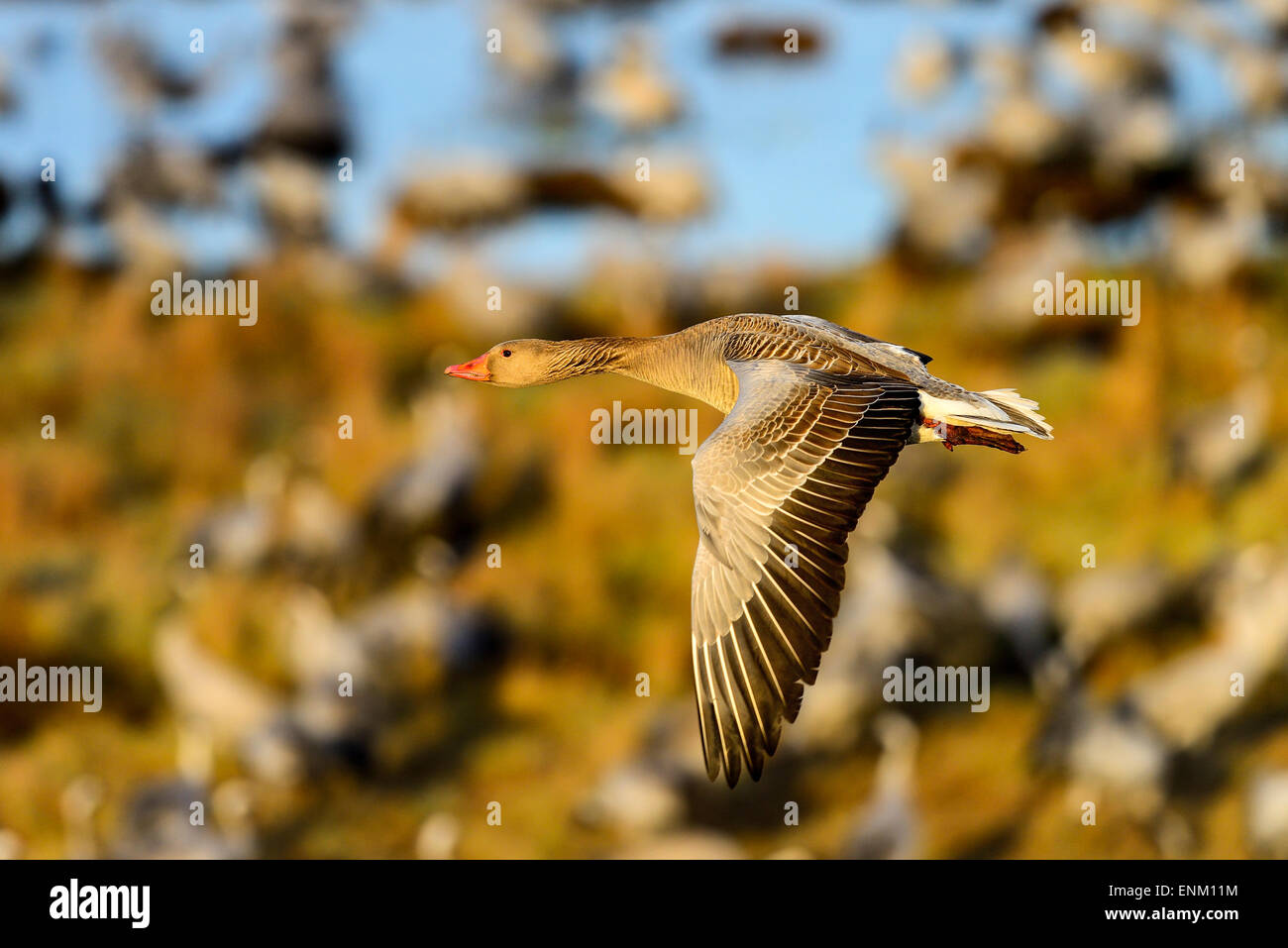 greylag goose at hornborgasjon Stock Photo