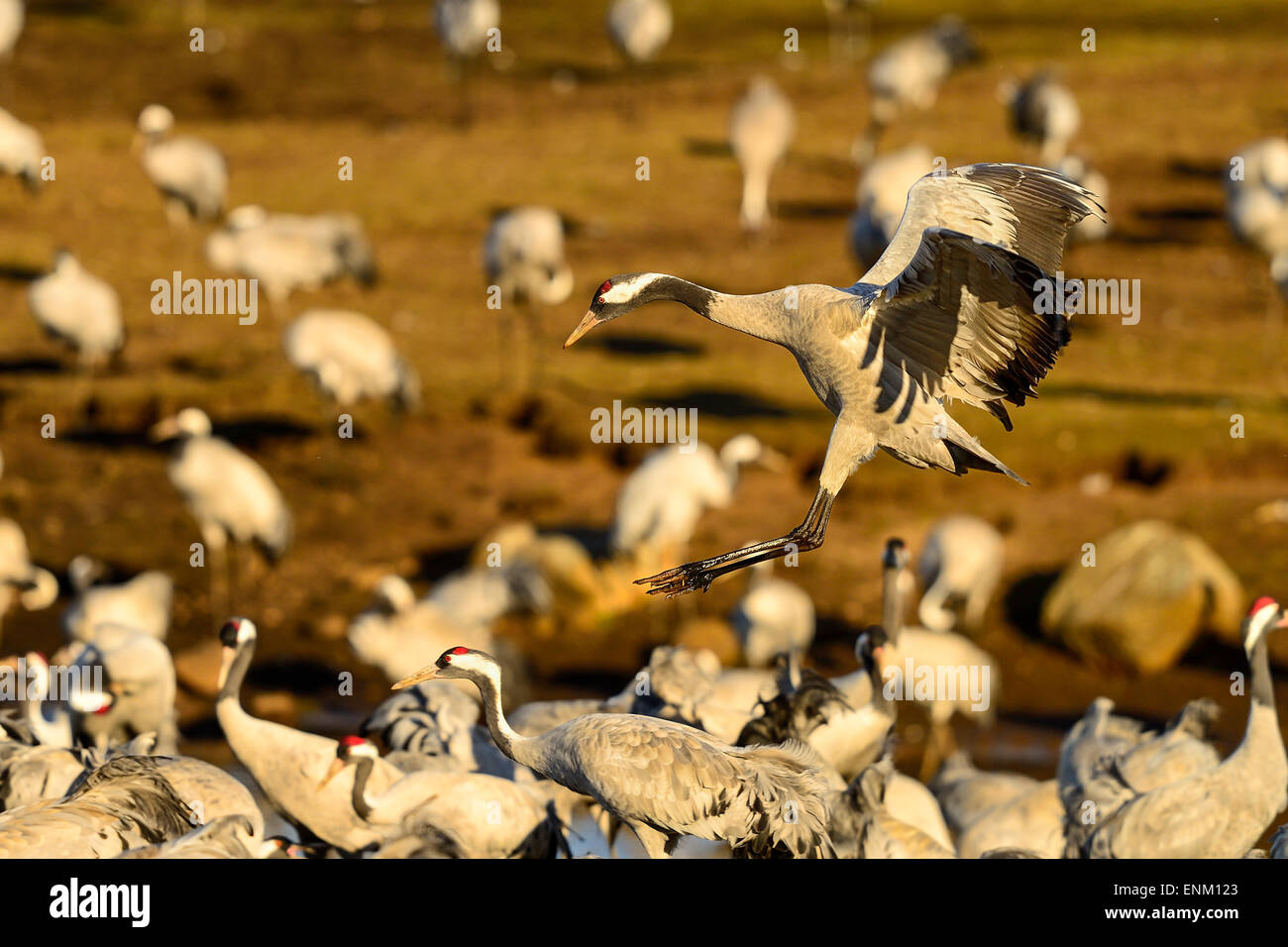 eurasian crane at hornborgasjön Stock Photo