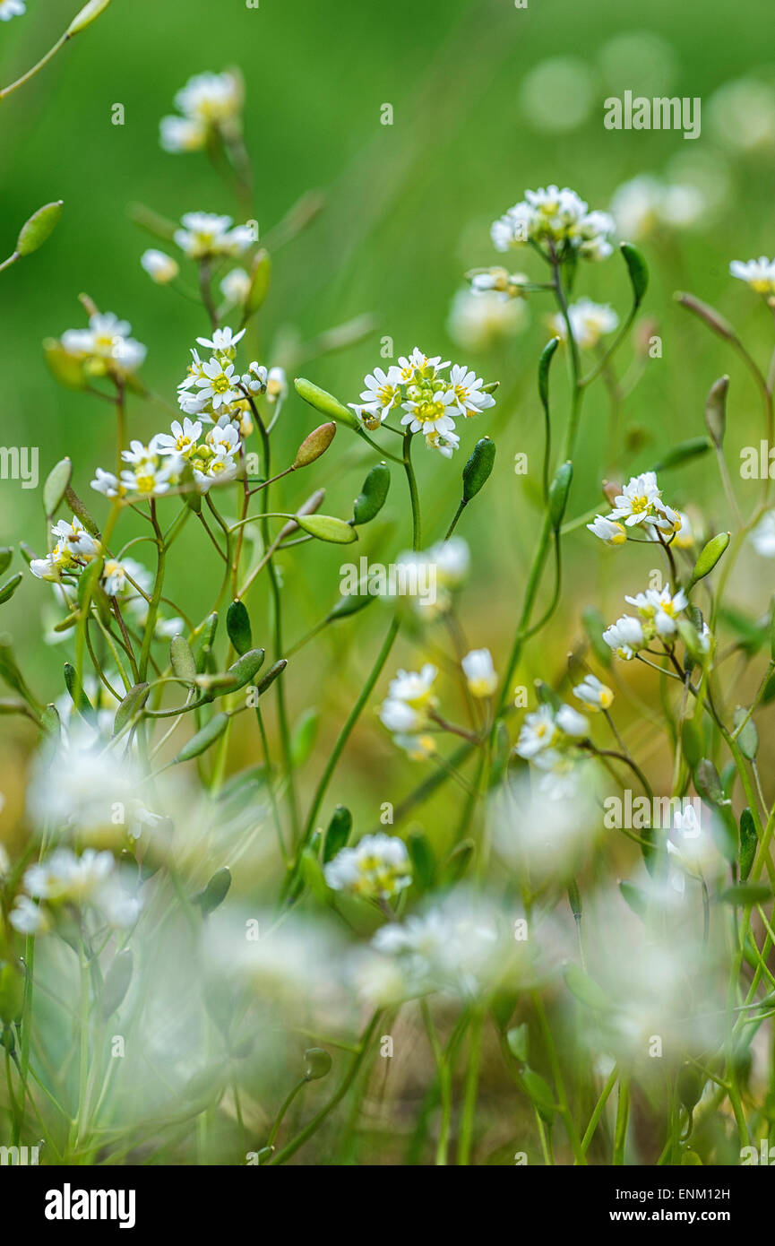 Draba verna, Erophila verna, spring draba, shadflower, nailwort, common whitlowgrass, whitlow-grass, early witlow grass Stock Photo