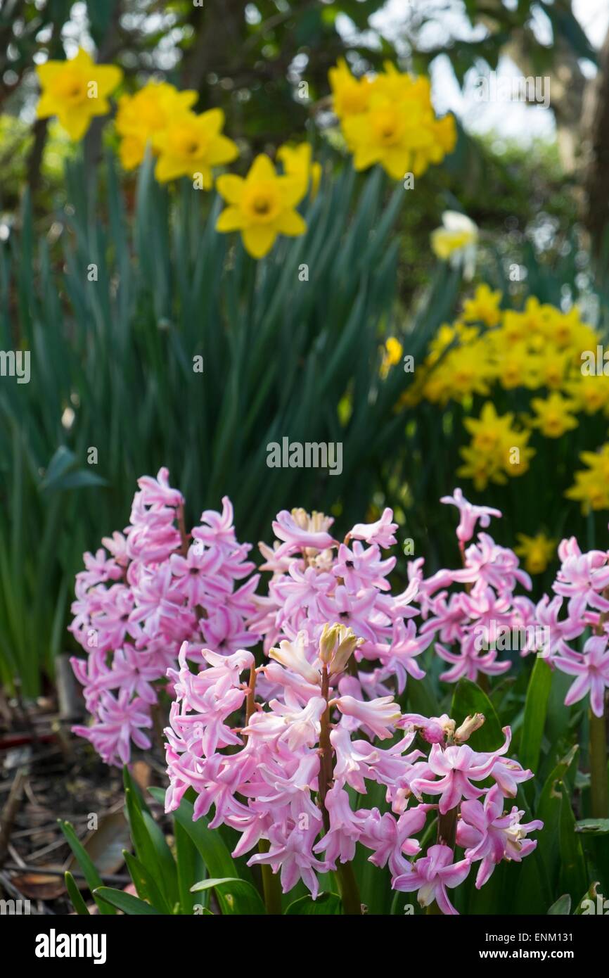 Daffodils and hyacinths hires stock photography and images Alamy