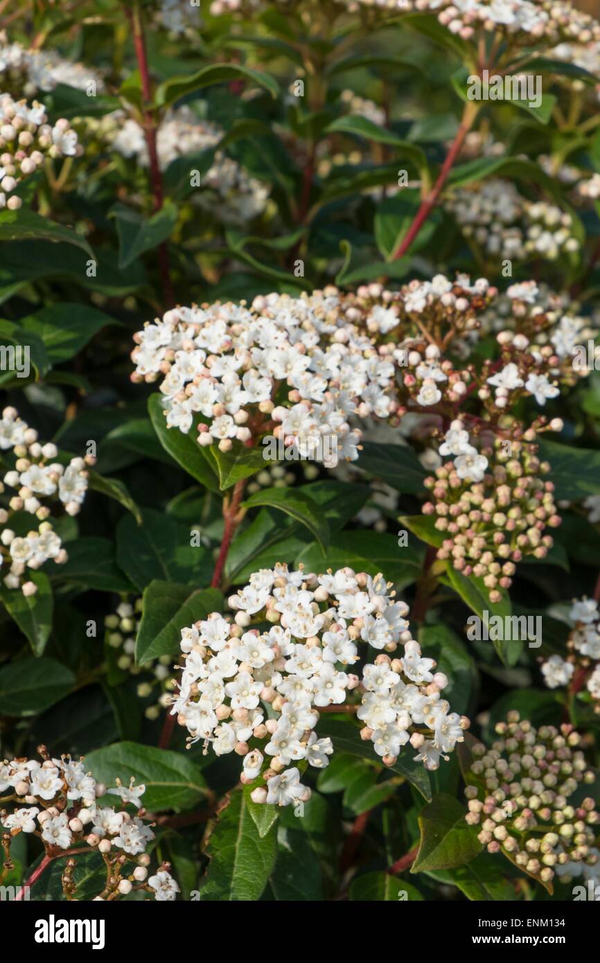 Viburnum tinus - 'Eve Price' Stock Photo