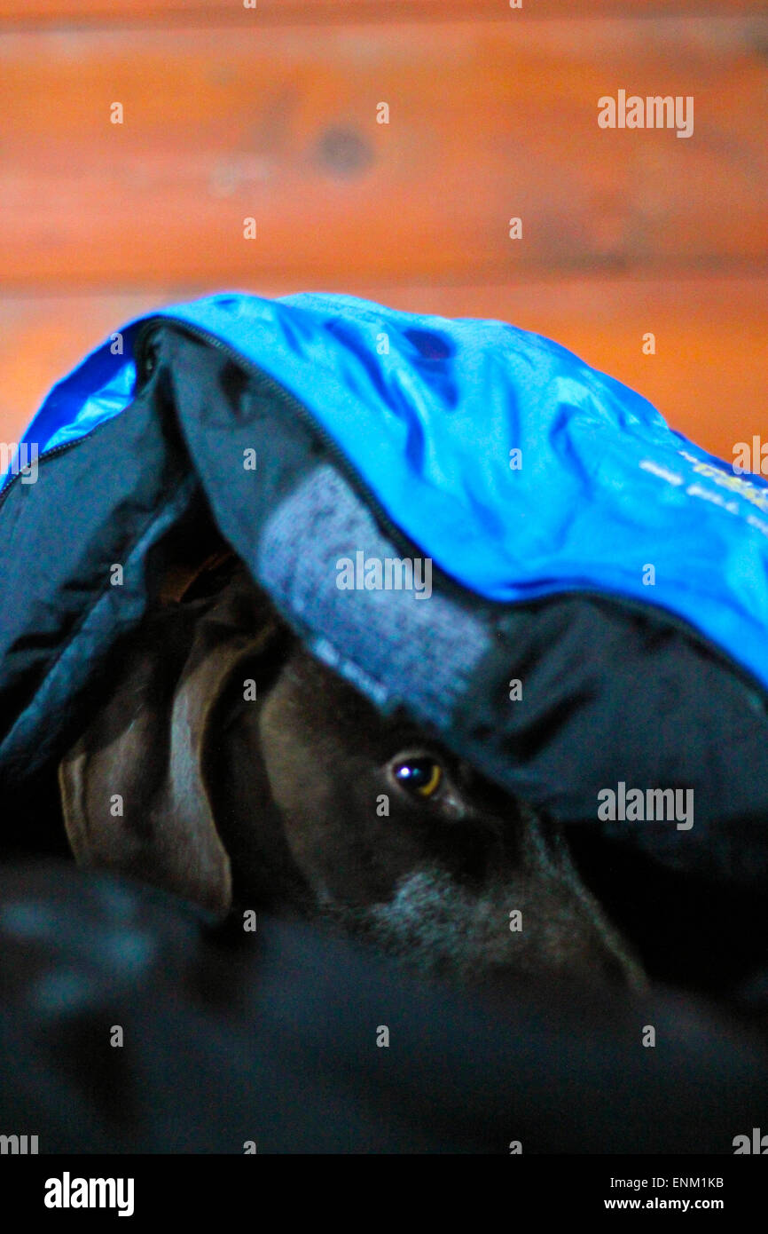Dog hides under a sleeping bag Stock Photo