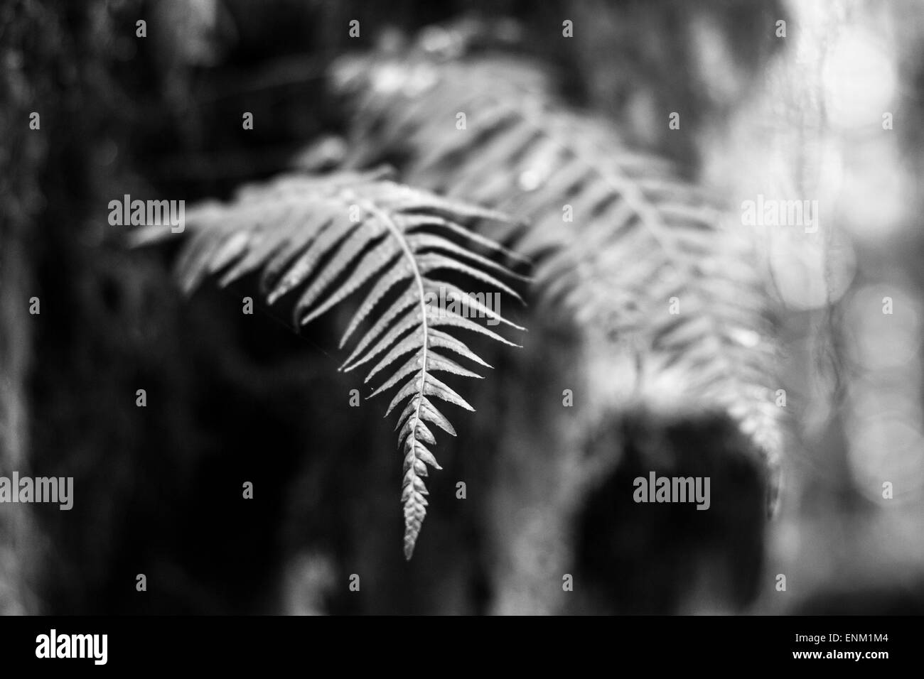 Black and white image of fern fronds in the Hoh Rainforest, WA Stock Photo