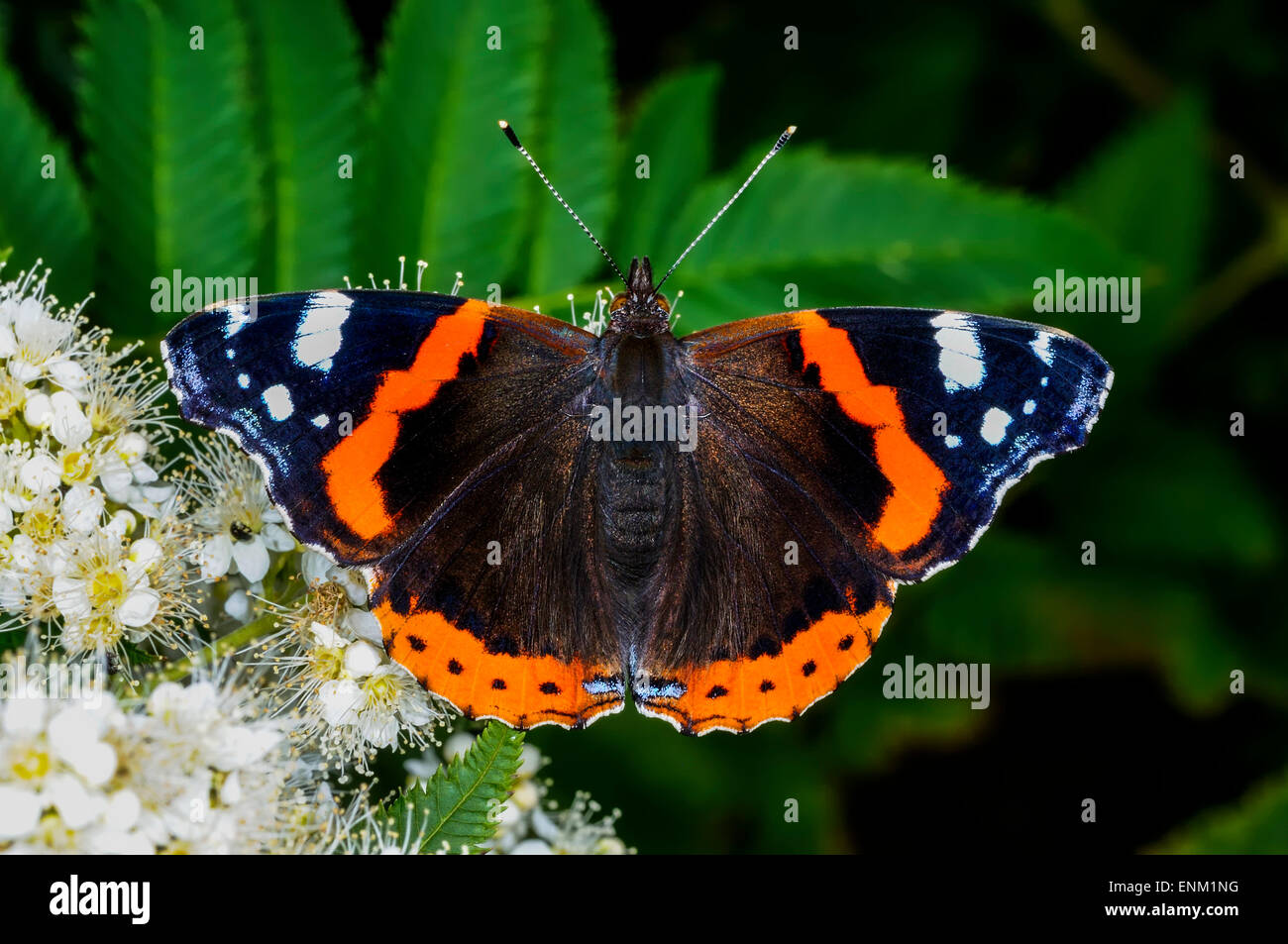 vanessa atalanta, red admiral Stock Photo