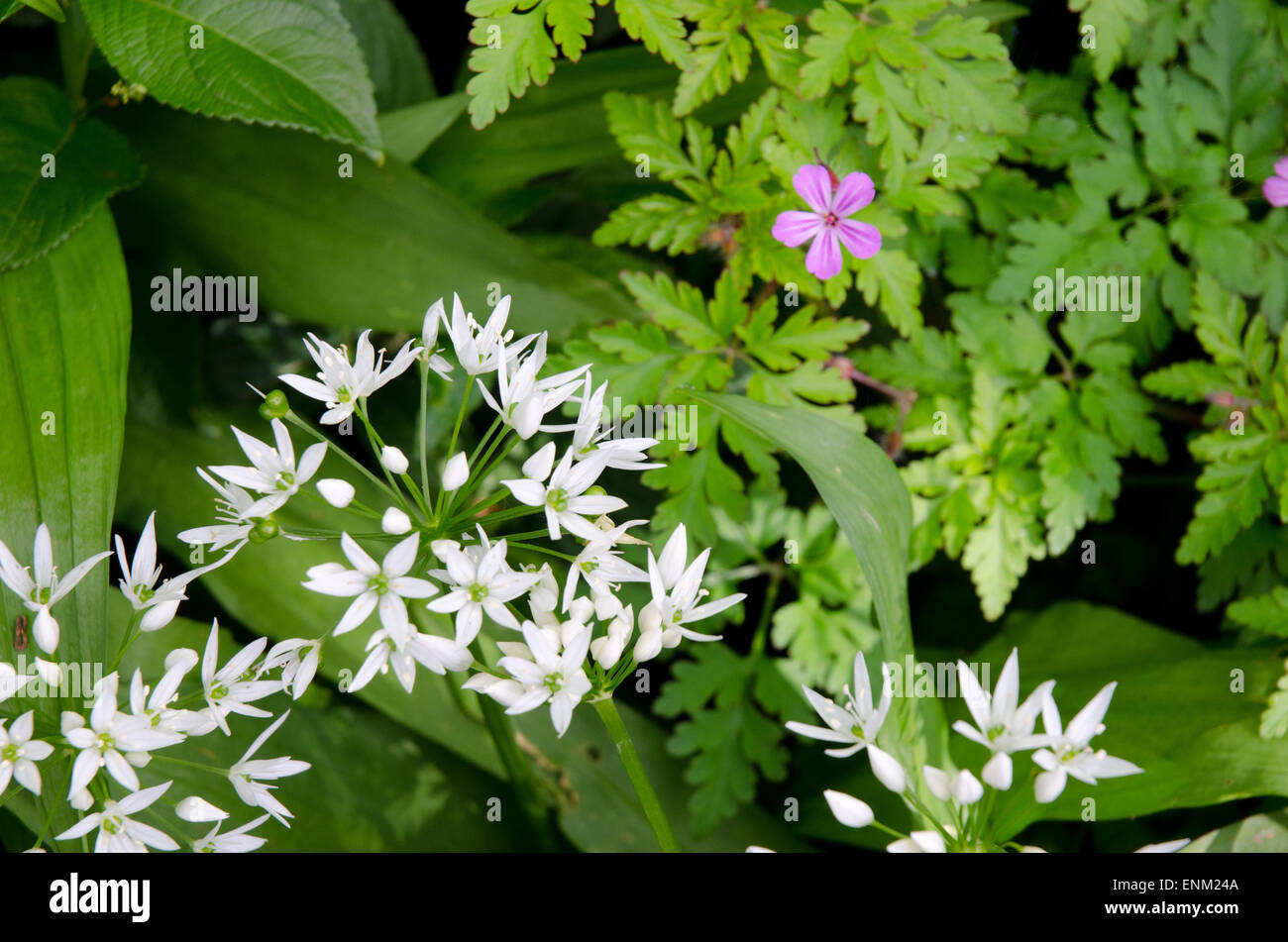 Wild Garlic Allium ursinum and geranium robertianum Stock Photo