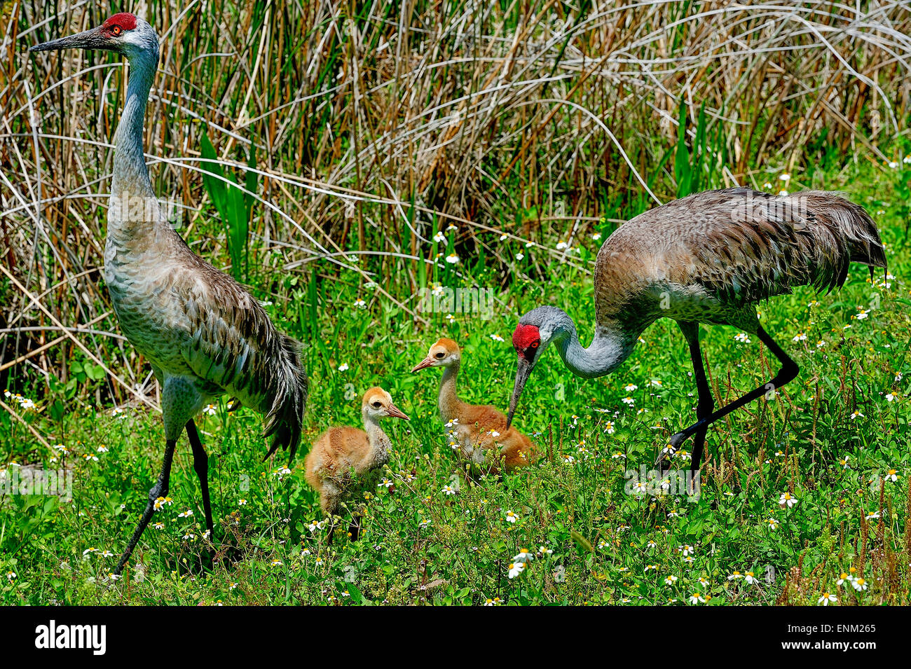 sandhill crane, viera wetlands Stock Photo