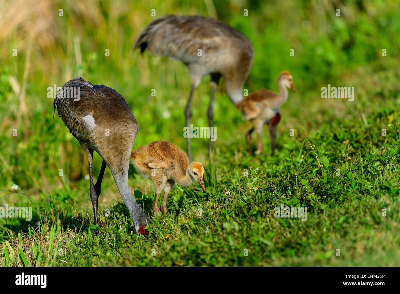 sandhill crane, viera wetlands Stock Photo