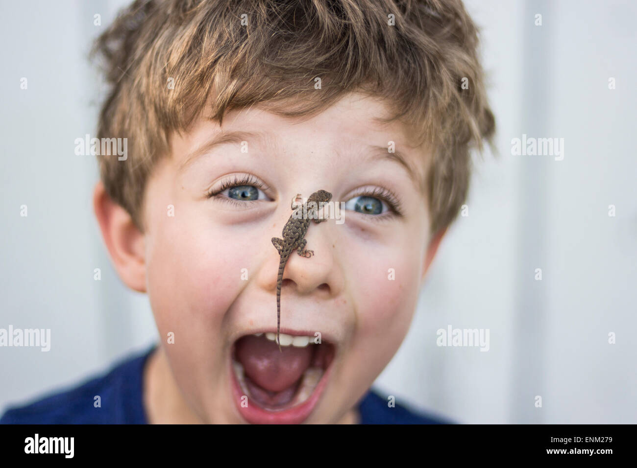 Astonished toddler boy with Sagebrush lizard on nose in Chico, California. Stock Photo