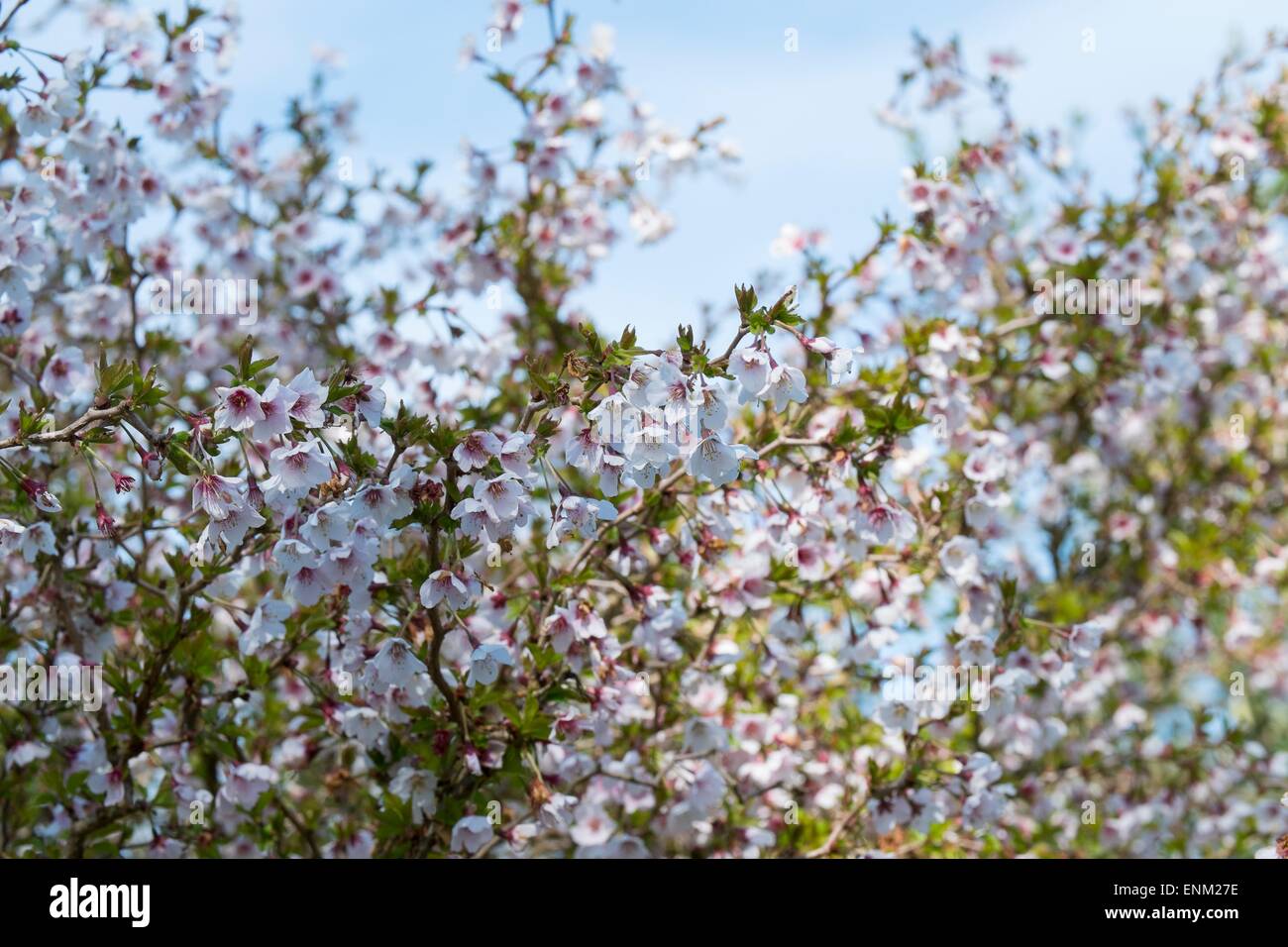 Prunus incisa 'Kojo-no-mai' in flower. Stock Photo