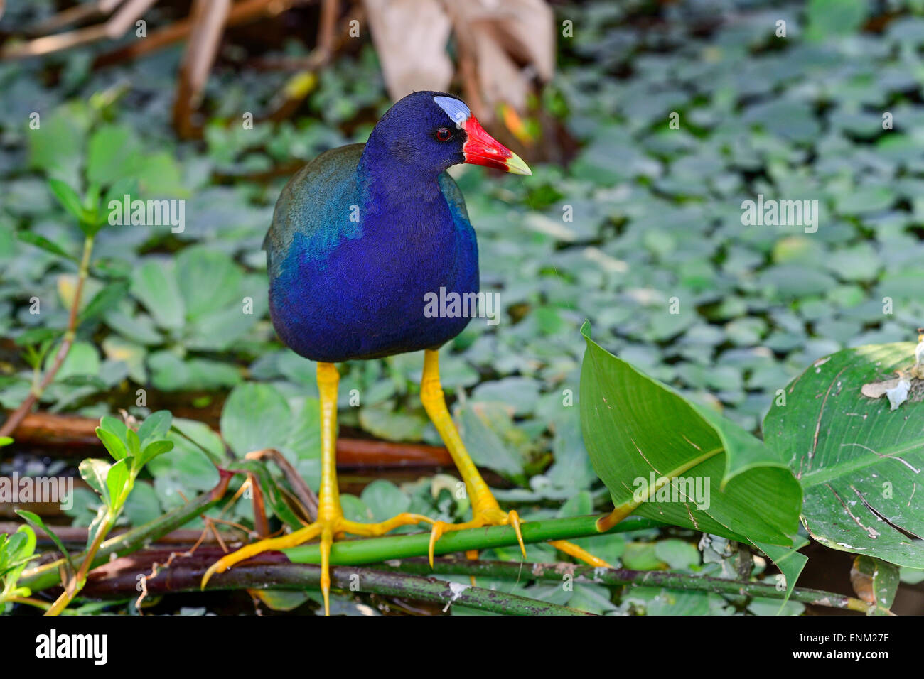 purple gallinule, wacodahatchee wetlands Stock Photo