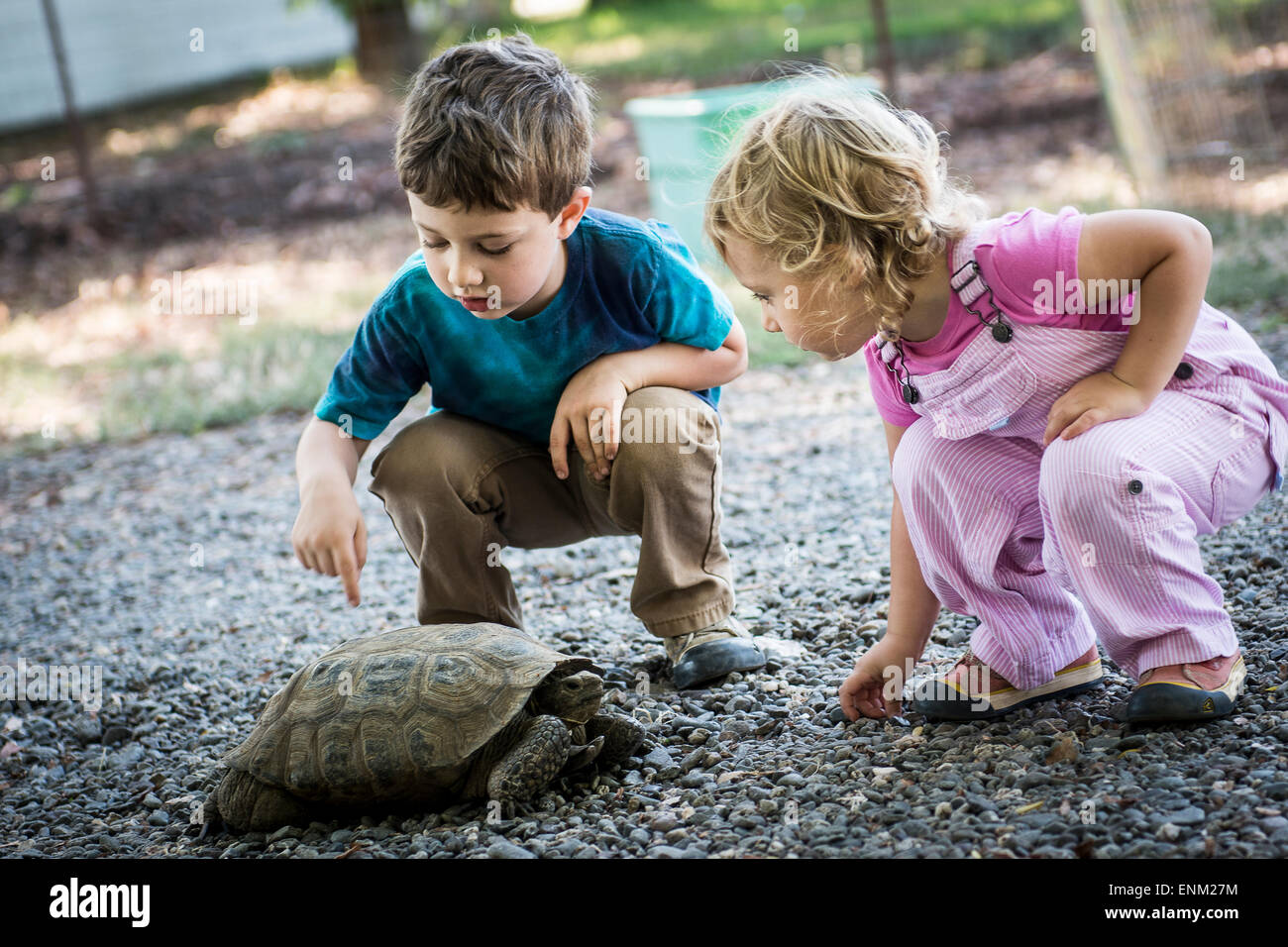 Toddler boy and girl observe pet tortoise on local farm in Chico, California. Stock Photo