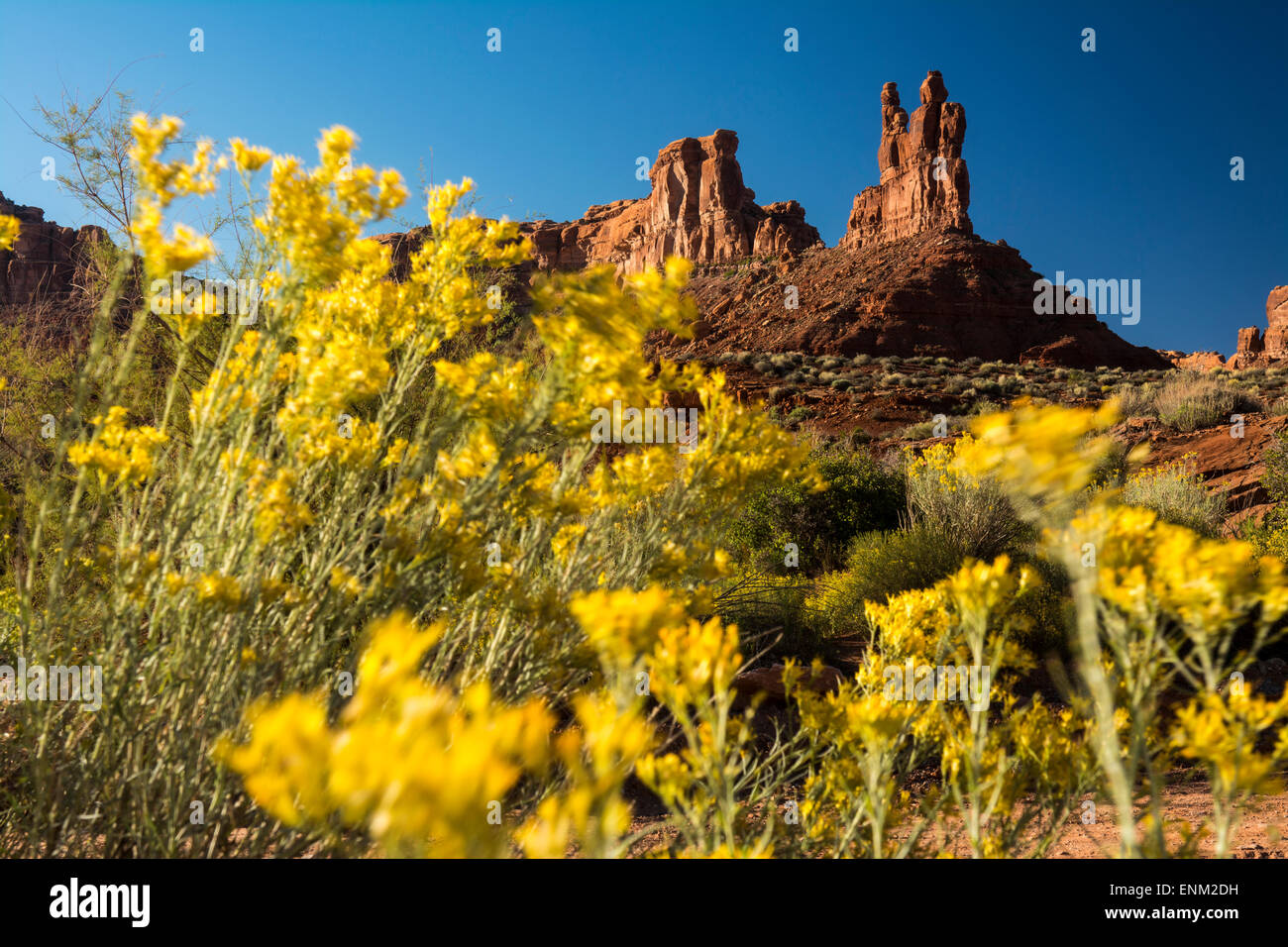 Rabbit Brush and sandstone towers in Valley of the Gods, Mexican Hat, Utah. Stock Photo