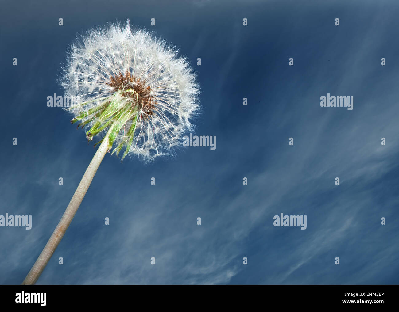 Dandelion desktop wallpaper hi-res stock photography and images - Alamy