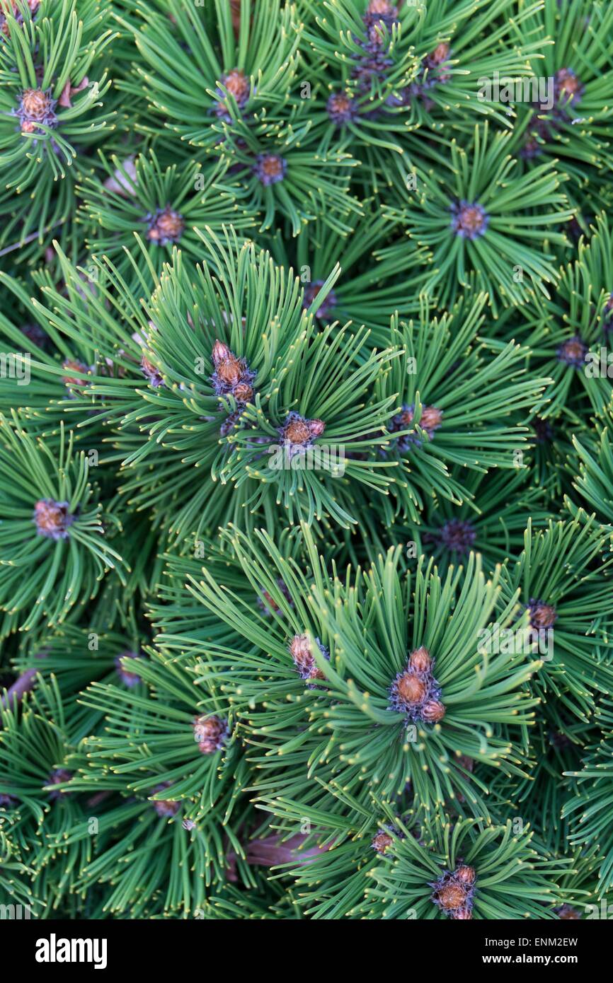 Pinus heldreichii 'Schmidtii' - schmidtii bosnian pine Stock Photo