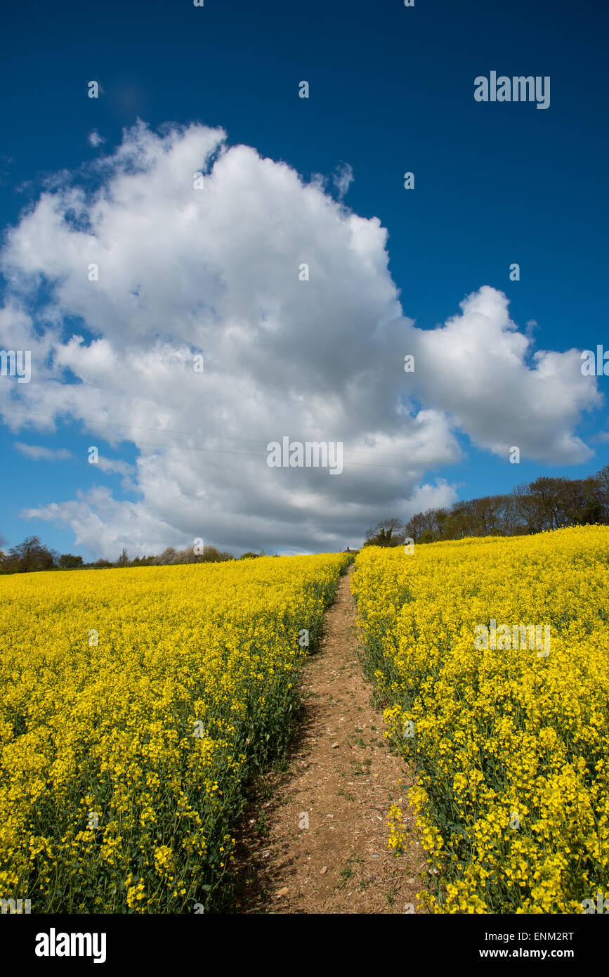 Field of oil seed rape or rapeseed (Brassica napus Stock Photo - Alamy
