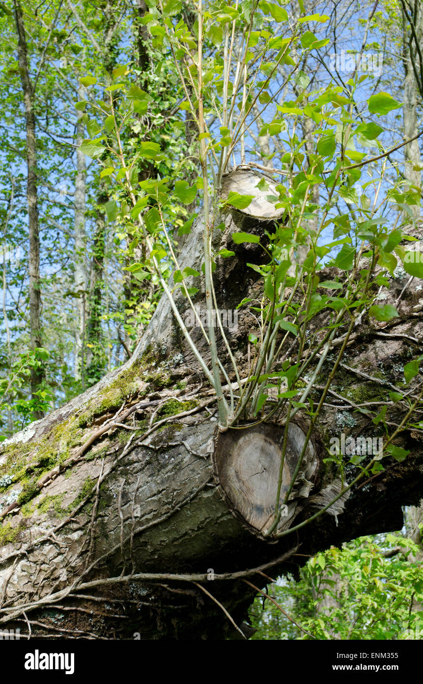 Tree which has fallen and has been felled with regrowing shoots Stock Photo