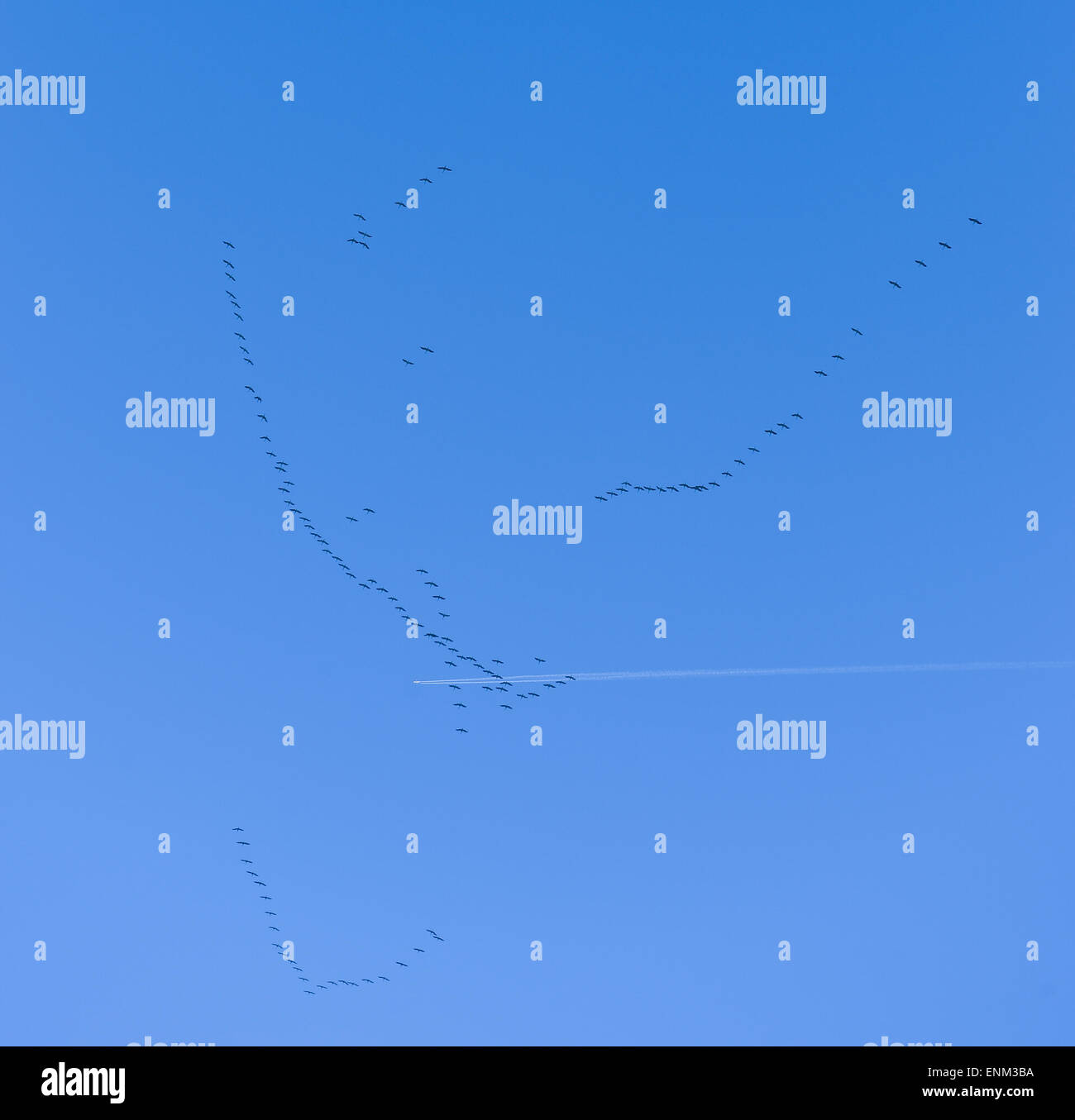 Cranes and airplane flight in a blue sky Stock Photo - Alamy