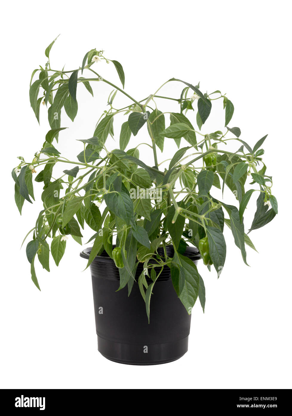 Potted hot pepper jalapeno plant growing over white background Stock Photo