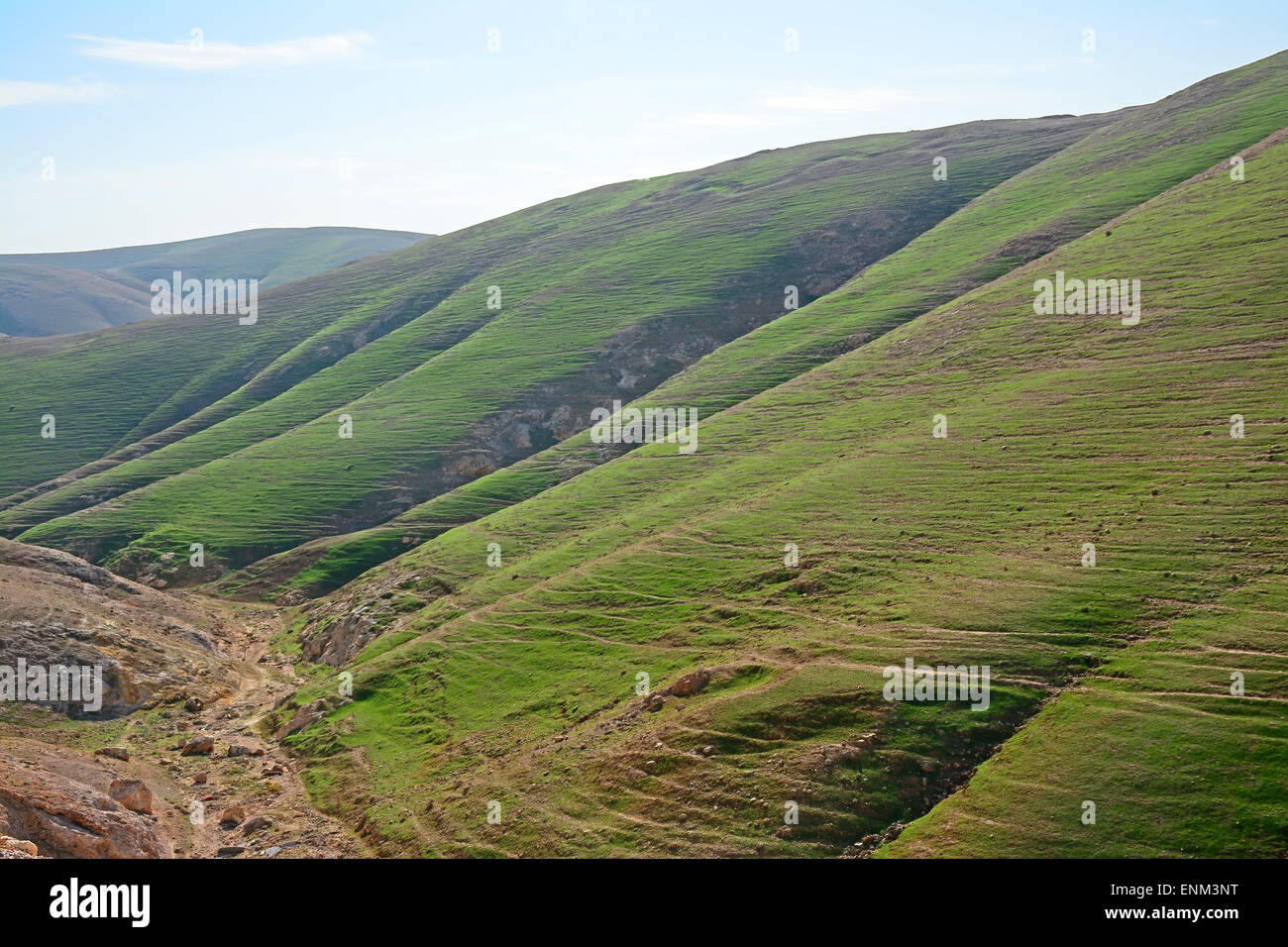 Judean desert after rain, Israel, Stock Photo