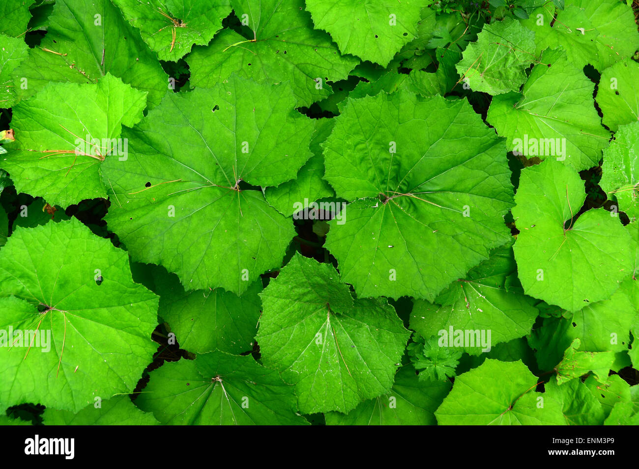 Leaves of floor hi-res stock photography and images - Alamy
