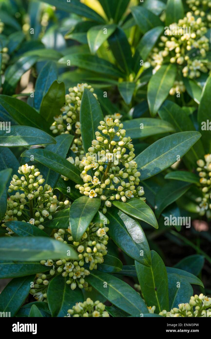 Skimmia × confusa 'Kew Green' (M) Stock Photo