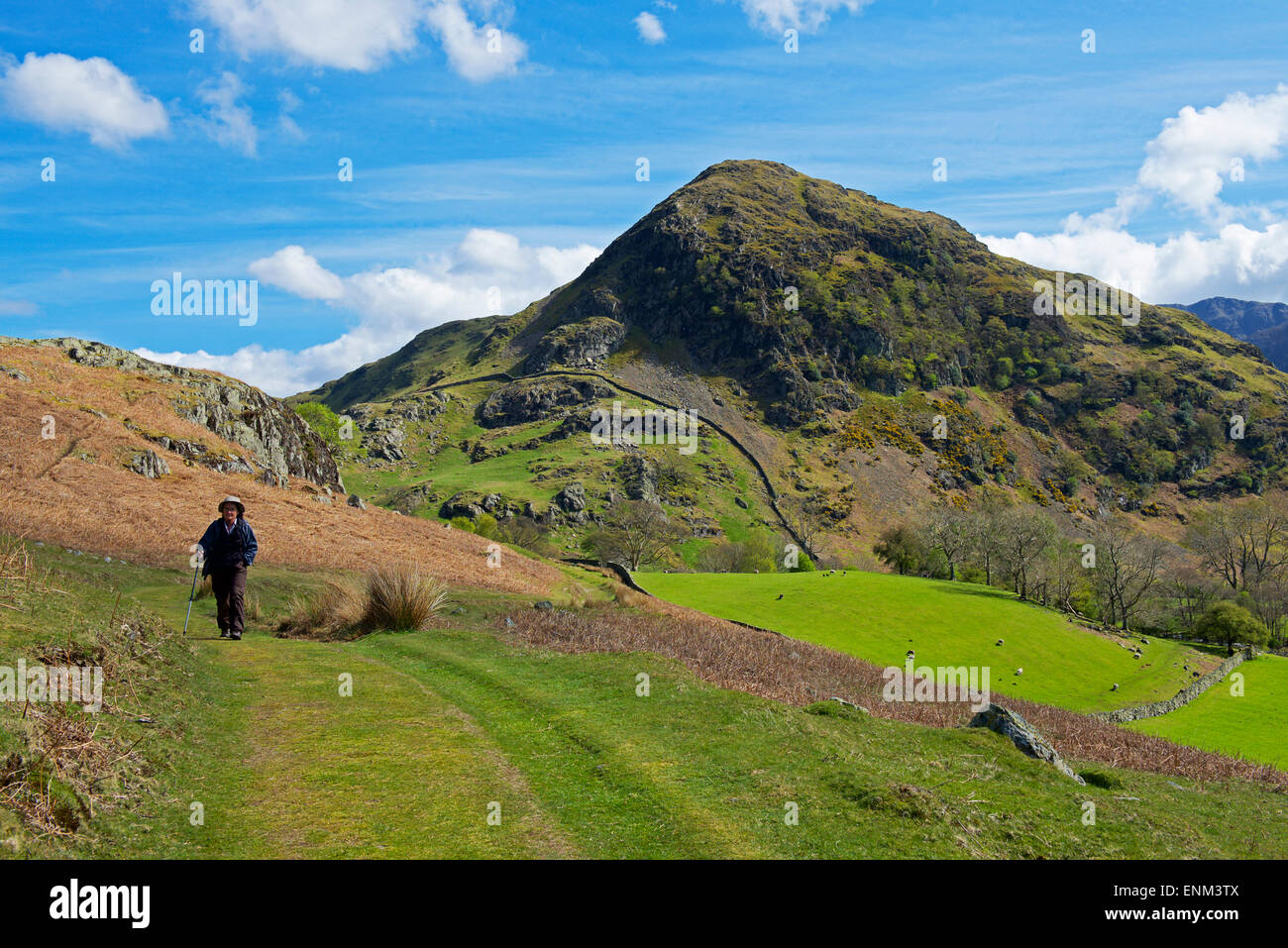 Man walking in Rannerdale, Lake District National Park, Cumbria, England UK Stock Photo