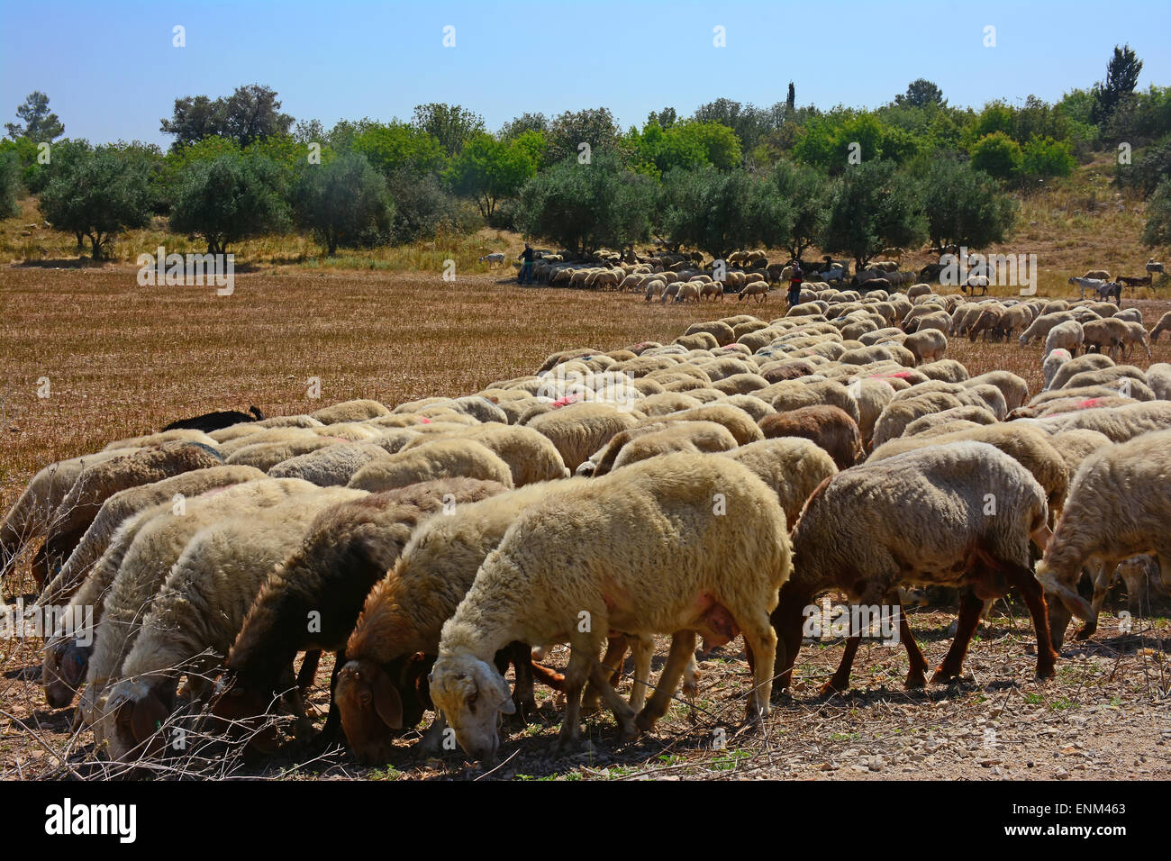 Sheep herd grazing Stock Photo