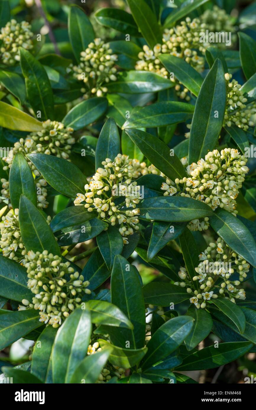 Skimmia × confusa 'Kew Green' (M) Stock Photo