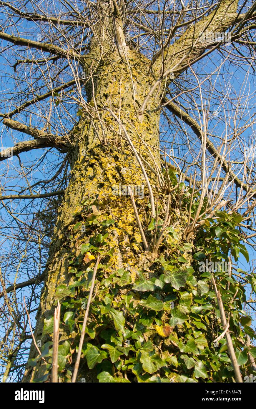 Ivy growing up trunk of english oak tree Stock Photo