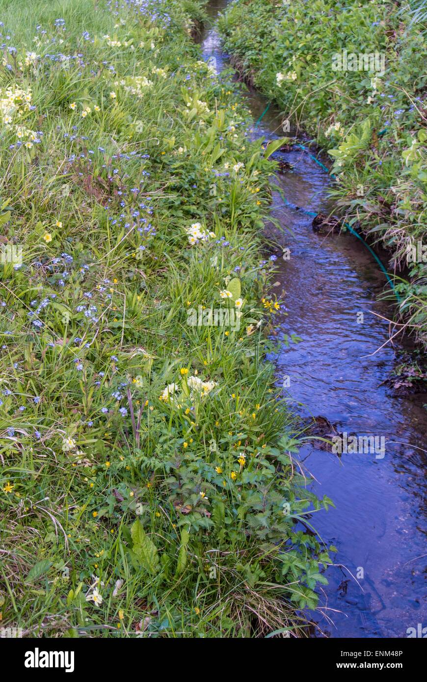 stream brook burn wildflowers springtime Stock Photo