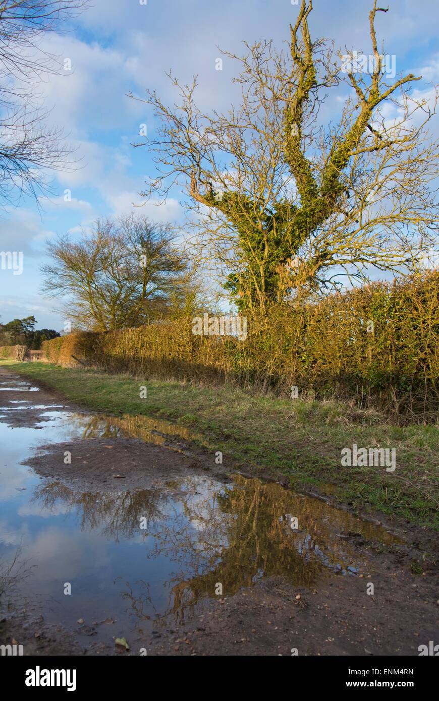 Empty lane with rainwater puddles and reflected trees. Stock Photo