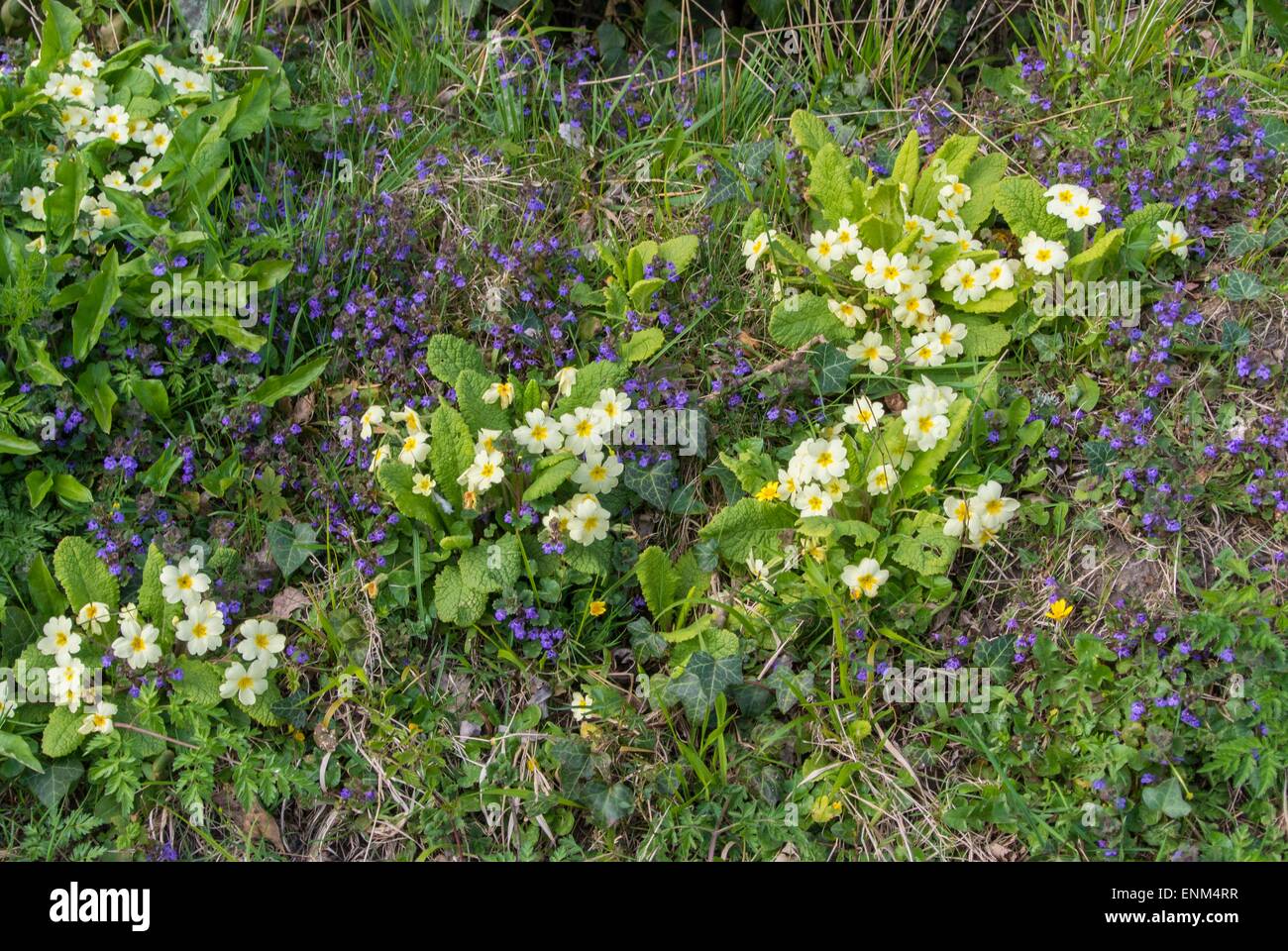 Springtime hedgebank with Primroses and ground ivy. Stock Photo