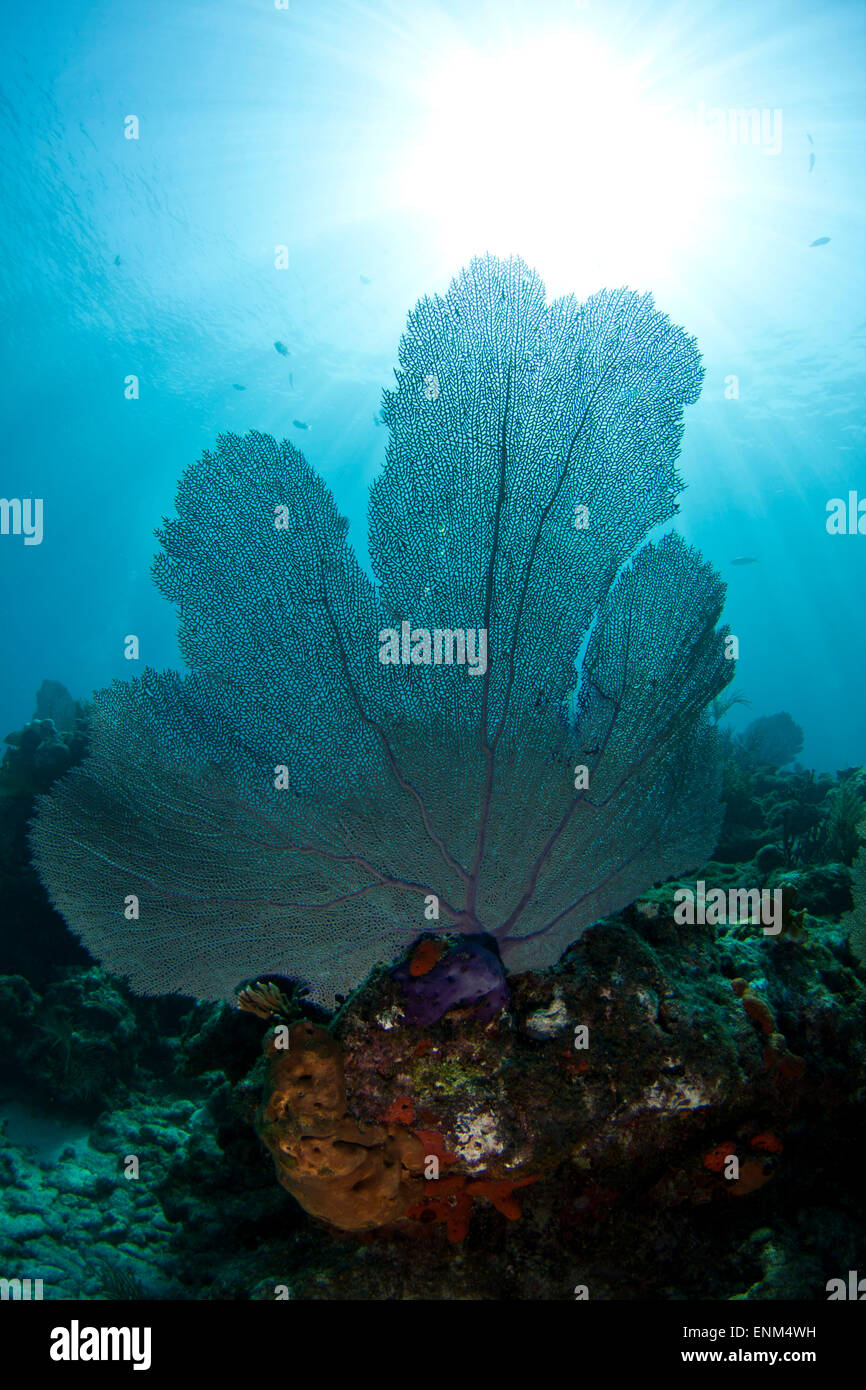 A sea fan sways in the current off Ft. Lauderdale, Florida Stock Photo