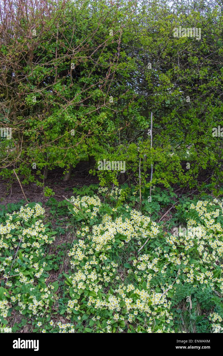 Springtime hedgebank with Primroses. Stock Photo