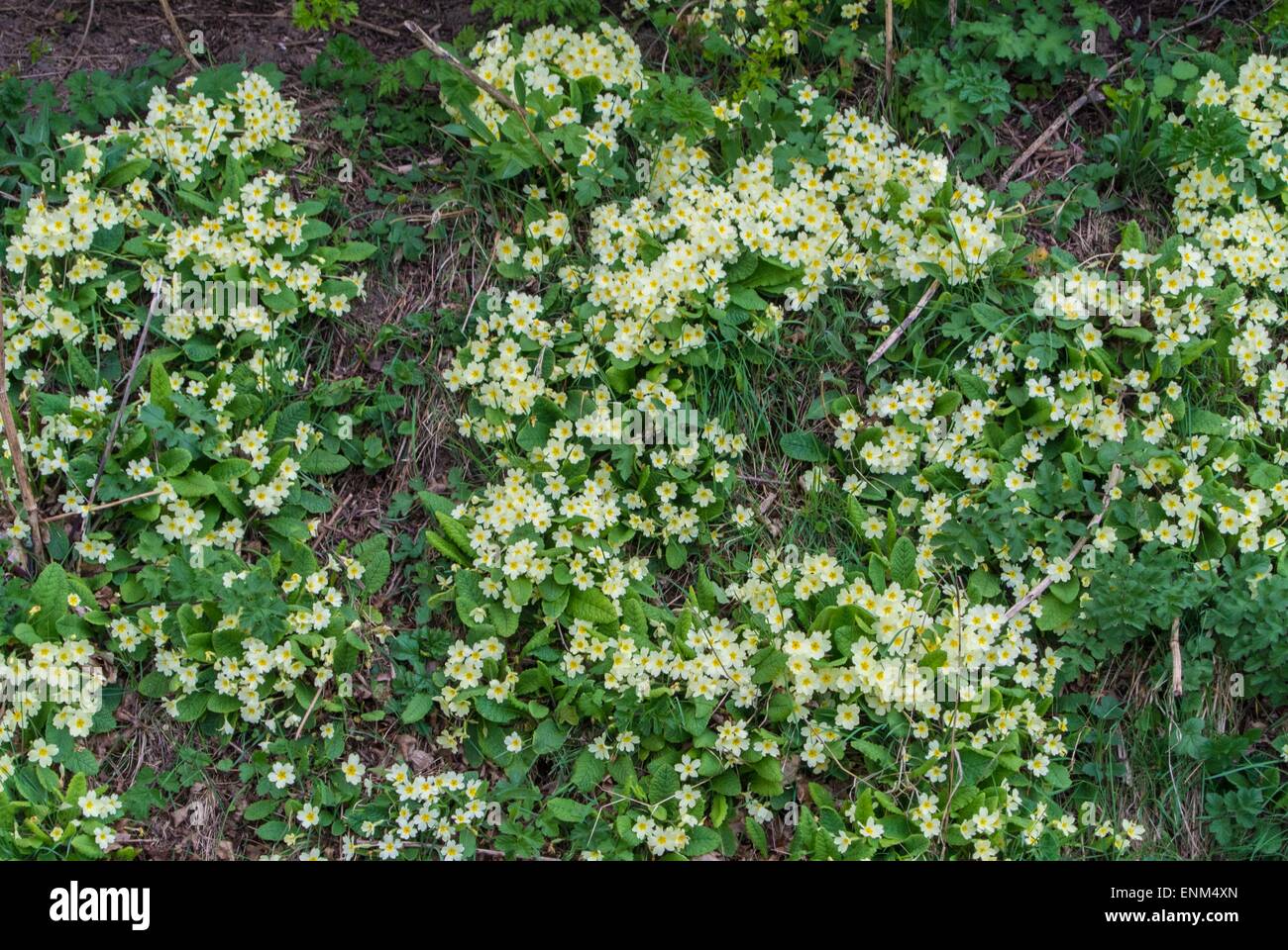 Springtime hedgebank with Primroses. Stock Photo