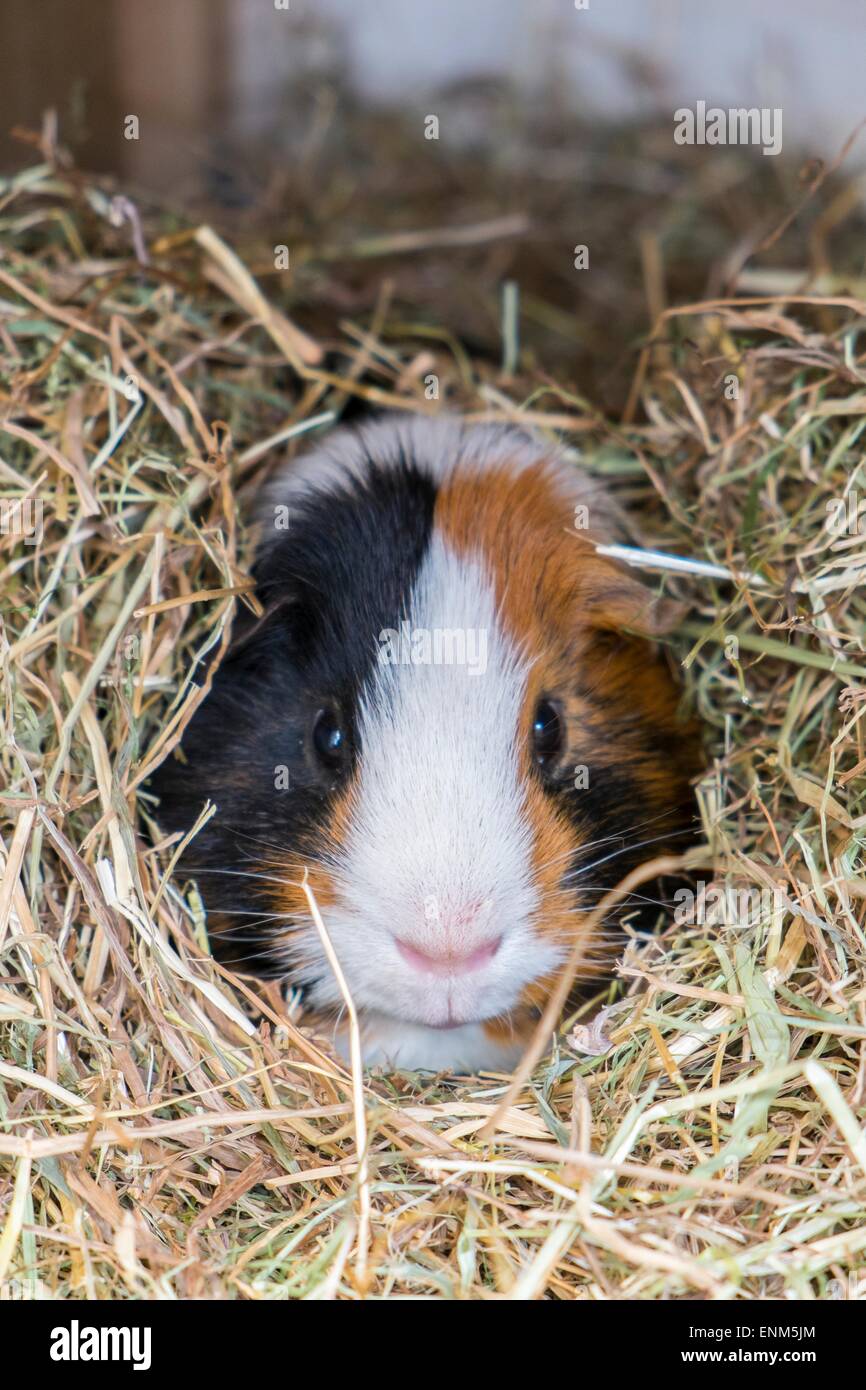 Pet boar Guinea pig sitting in hay. Stock Photo